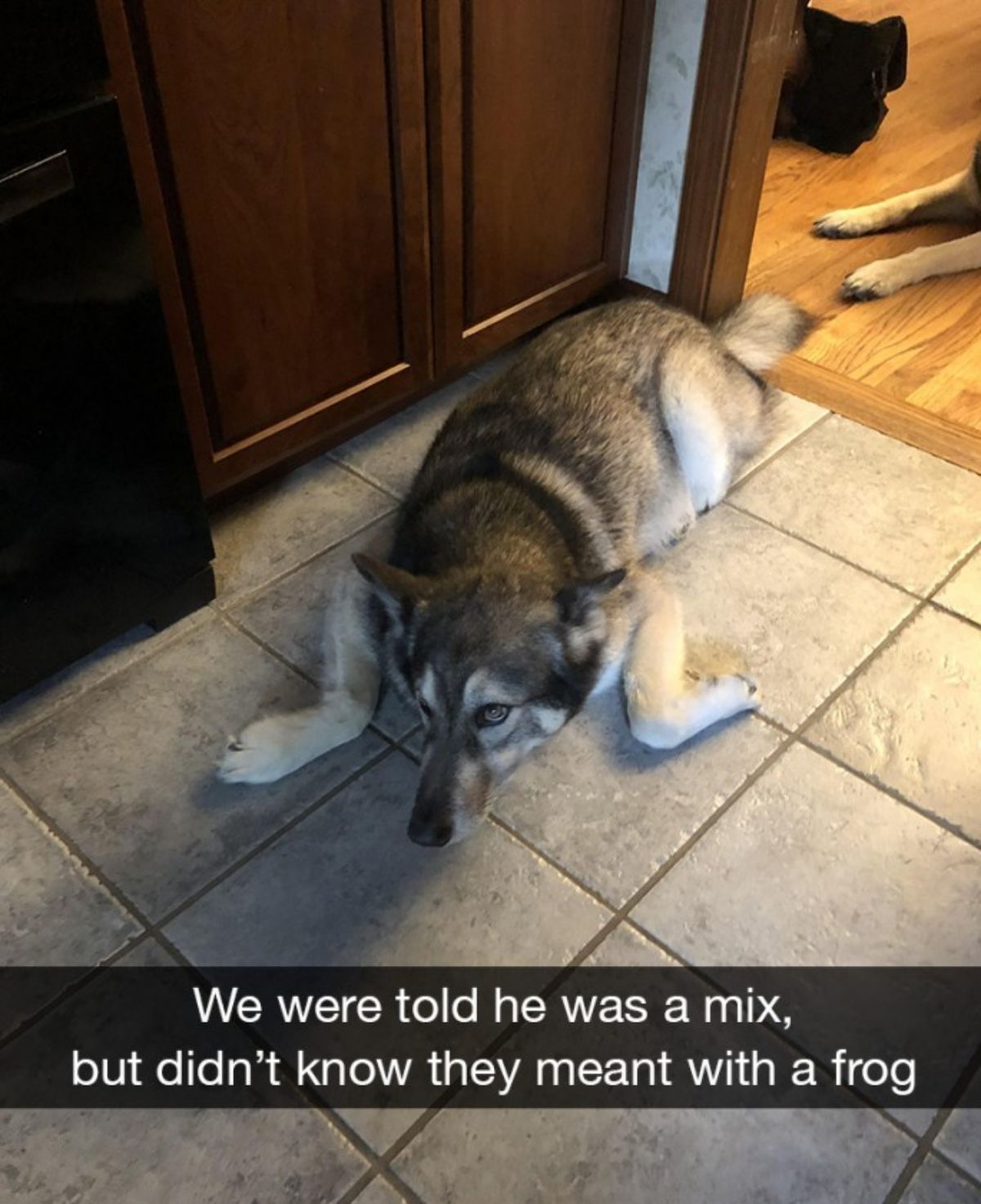 black and white husky laying on a tiled floor with the caption We were told he was a mix, but didn't know they meant with a frog