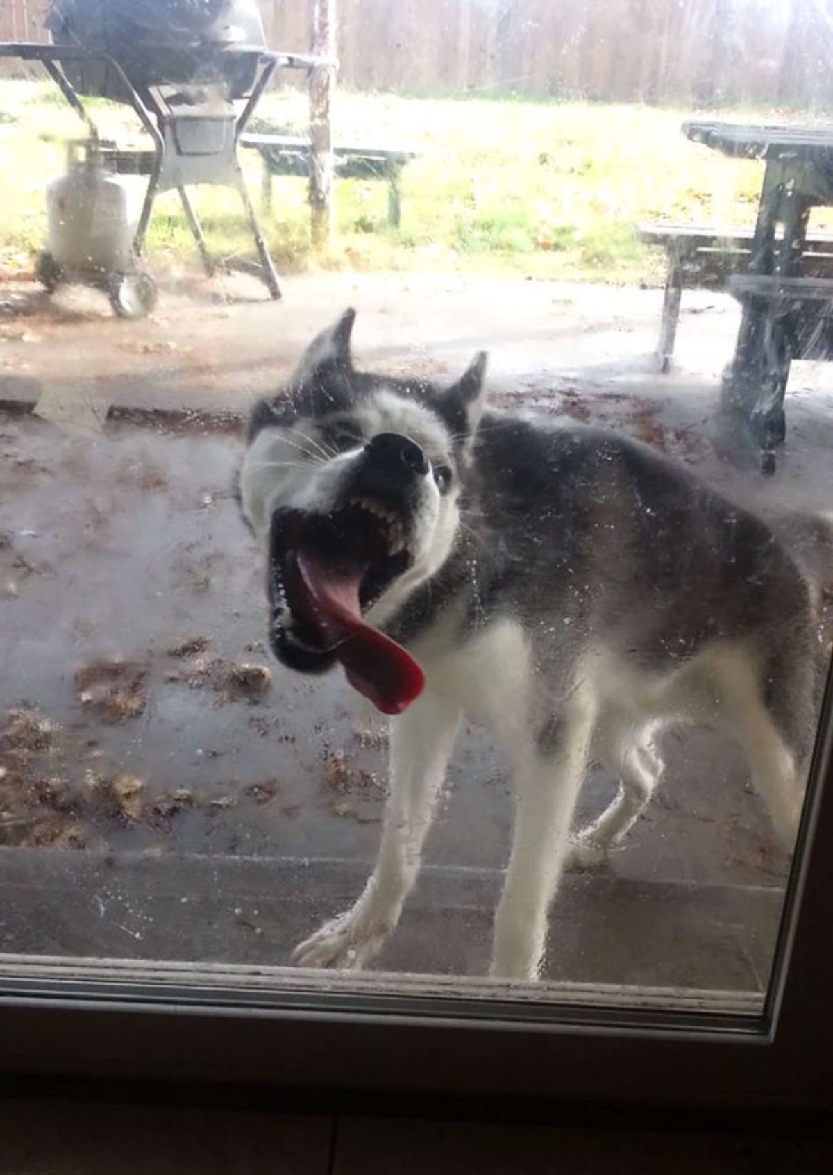 black and white husky licking a glass door from the outside