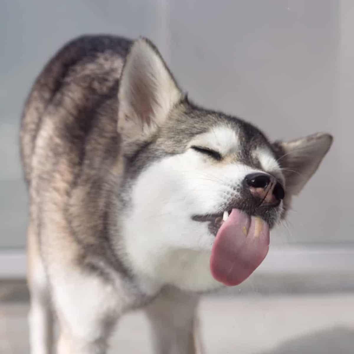 black and white husky licking peanut butter off of a glass