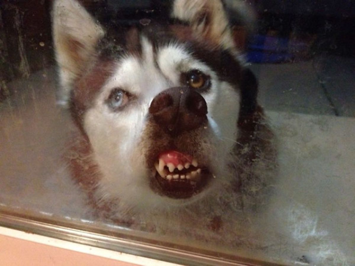 black and white husky placing the face smushed against a glass with the teeth showing
