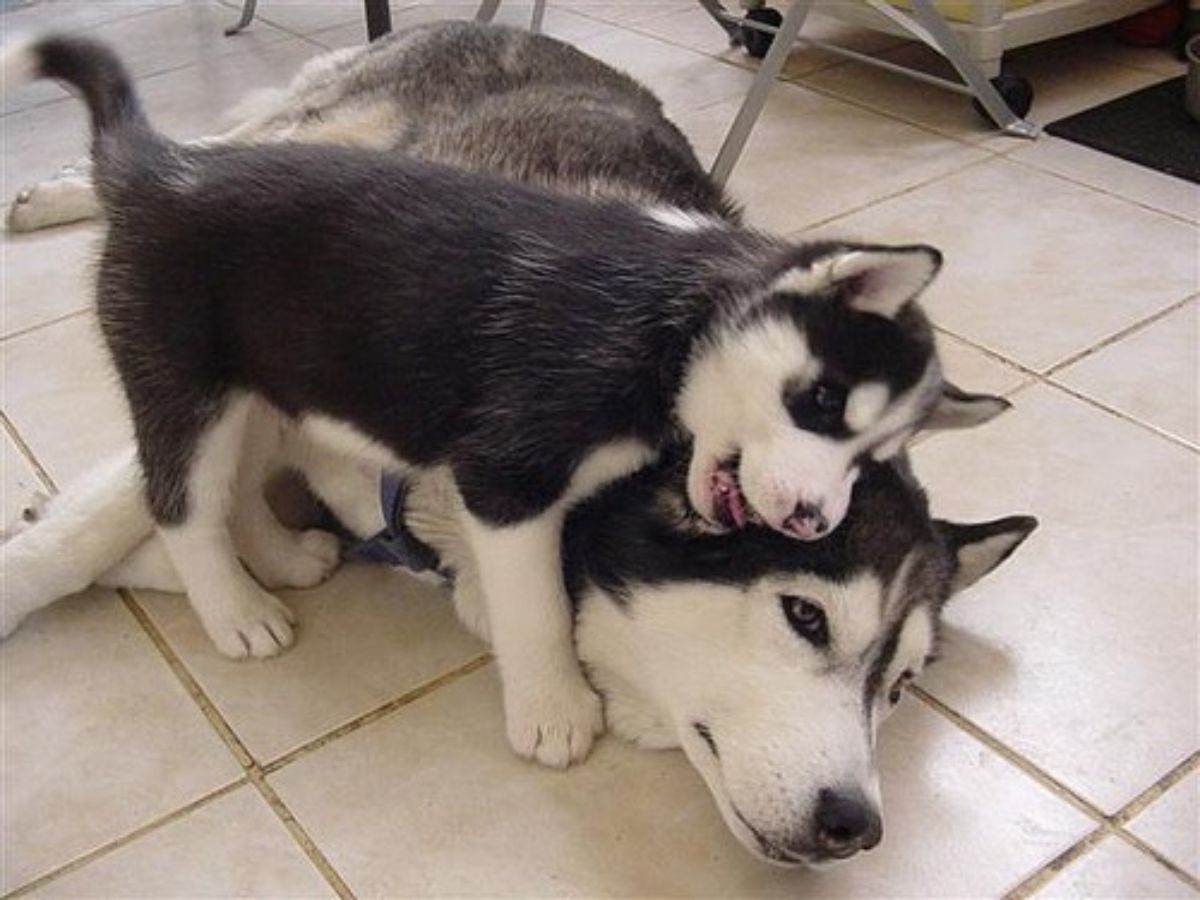 black and white husky puppy biting the ear of an adult black and white husky