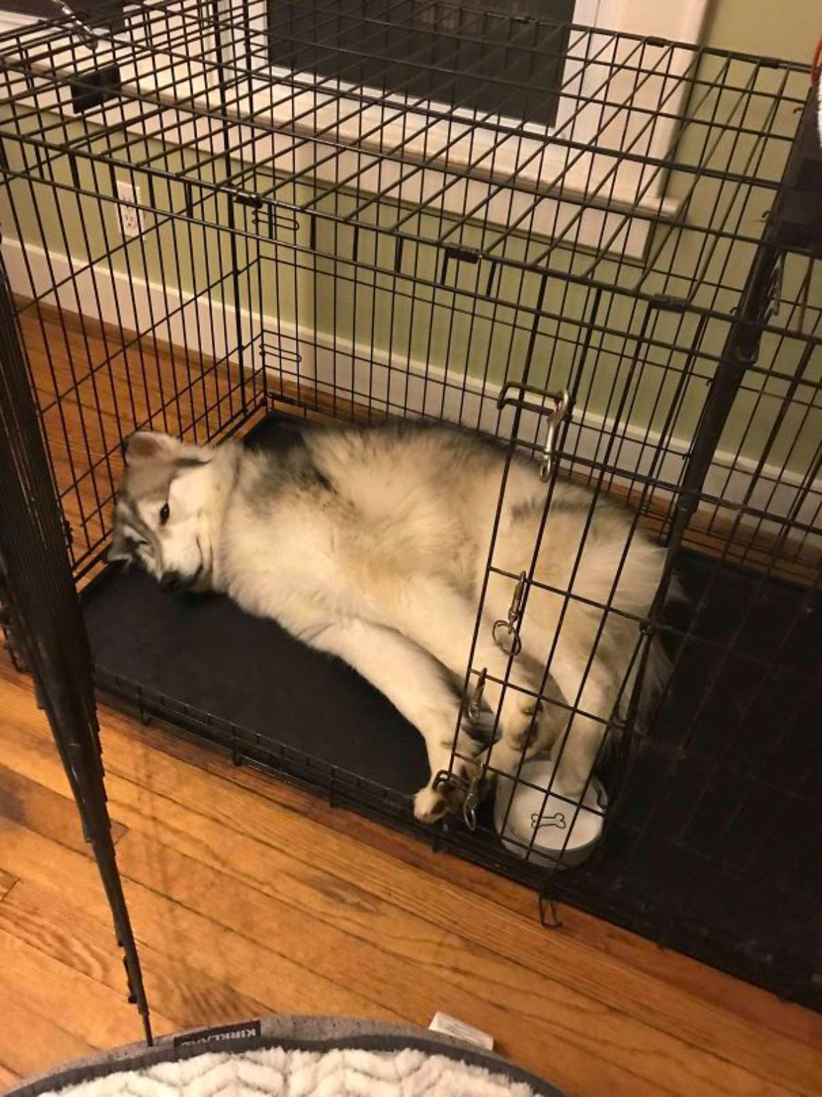 black and white husky puppy stretching inside a black metal dog cage