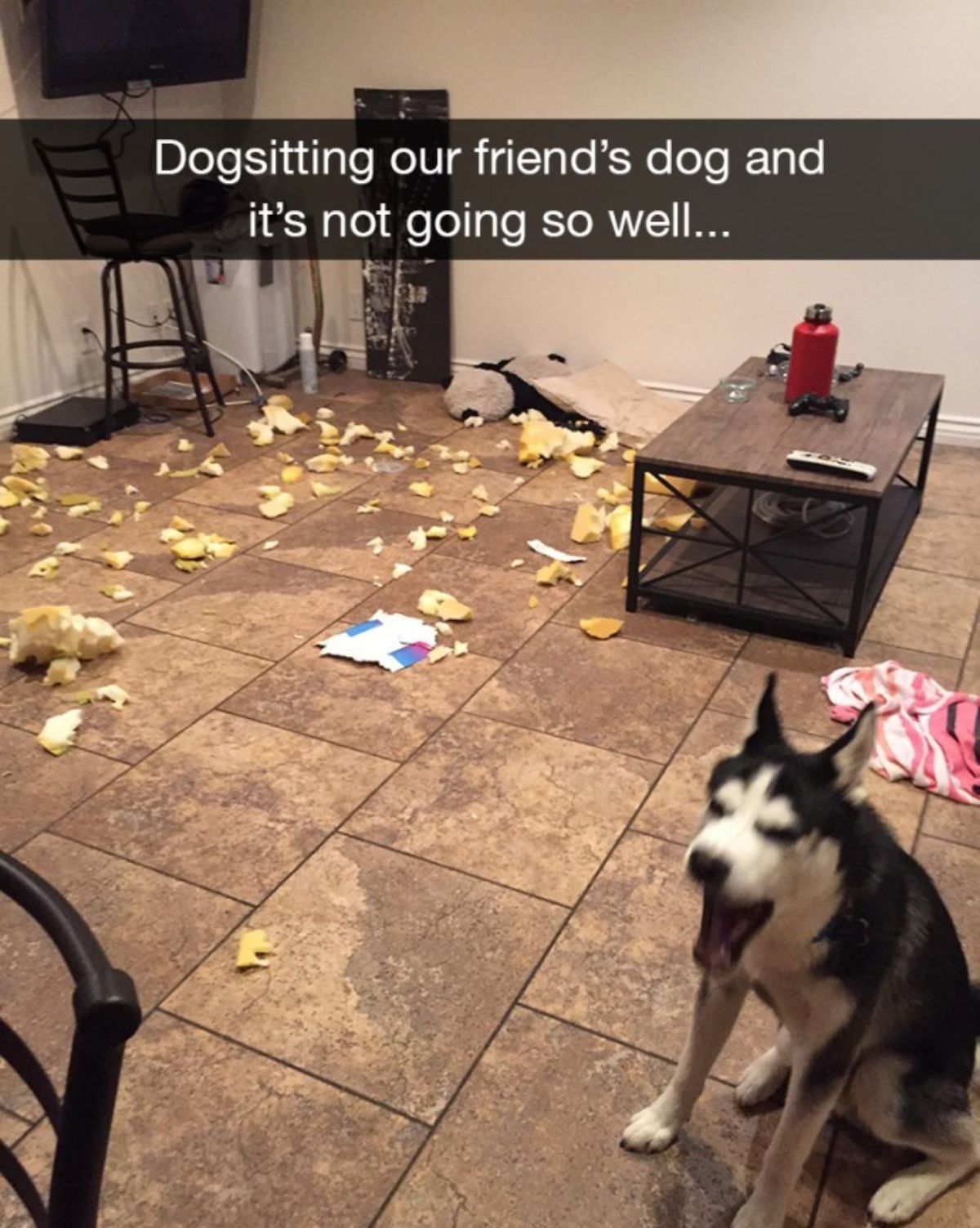 black and white husky sitting in a room with ripped up pieces of sponge with the caption Dogsitting out friend's dog and it's not going so well...