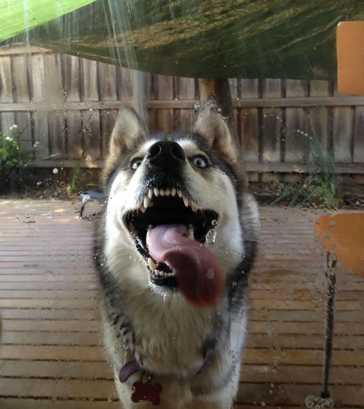 black and white husky standing on a patio and licking a glass