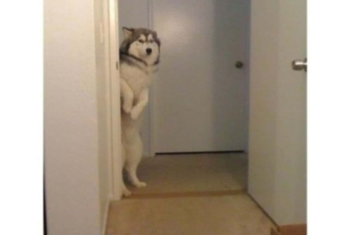 black and white husky standing on hind legs looking around a white doorway into a room