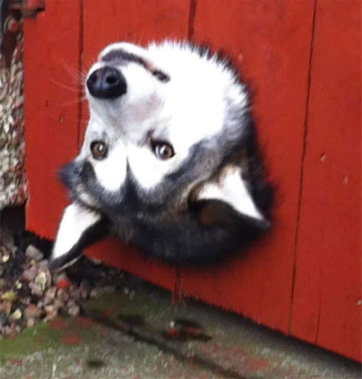 black and white husky with the head showing upside down out of a hole in a red fence