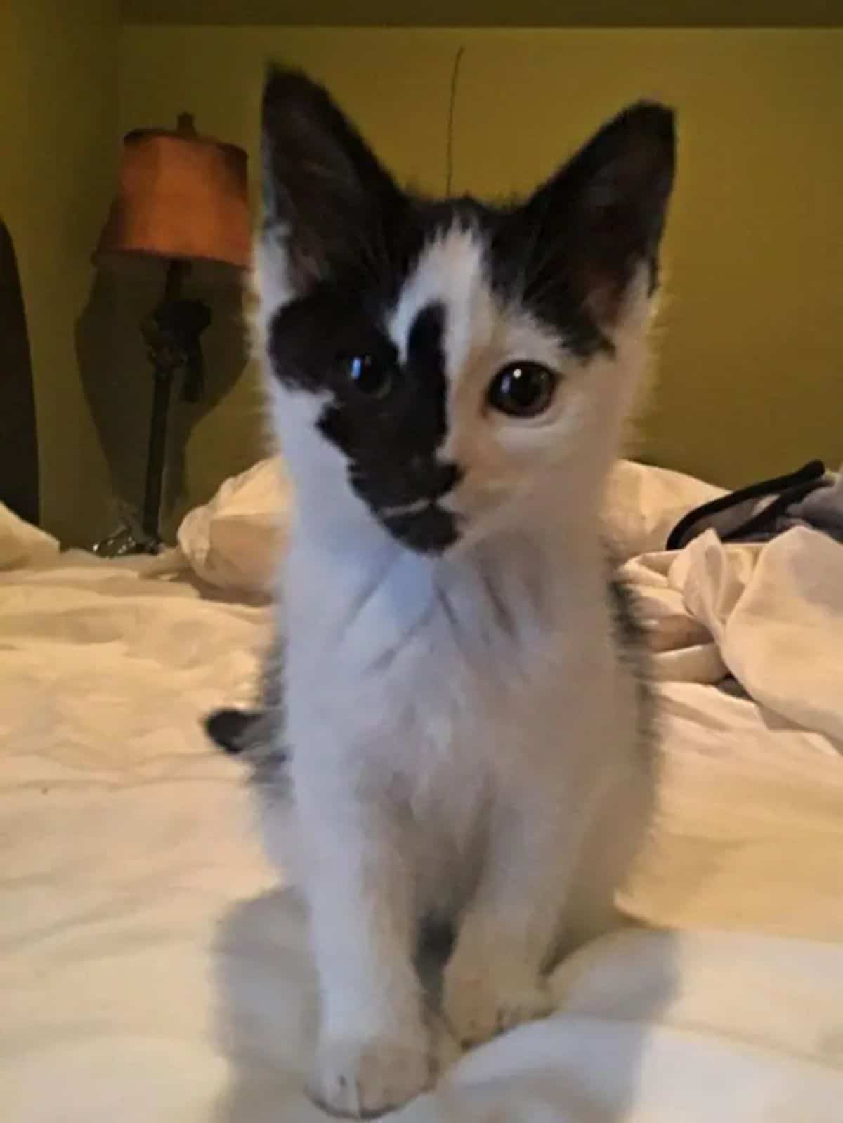 black and white kitten with black eras and black markings on the right side of the face