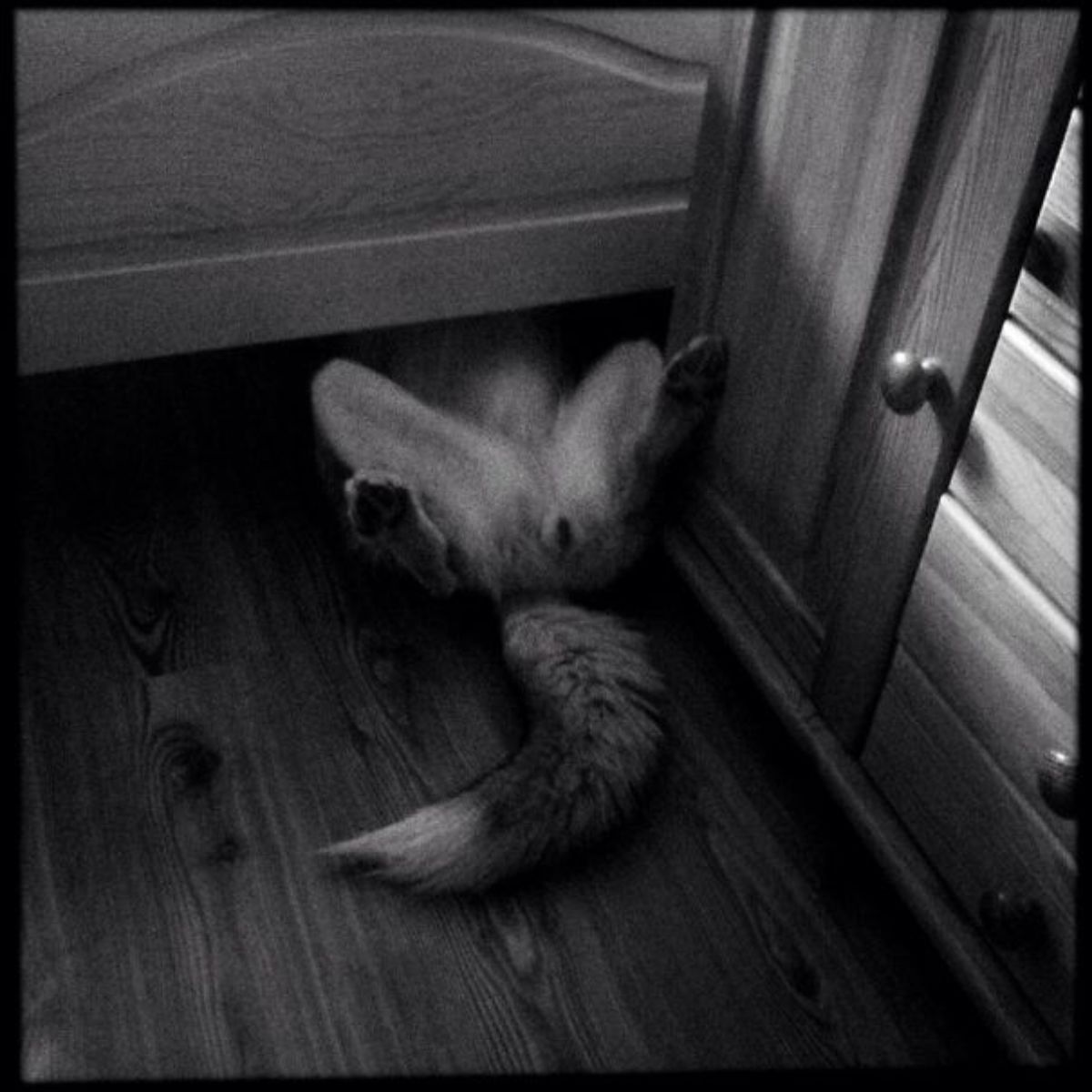 black and white photo of a dog laying belly up under a set of drawers with the bottom half sticking out