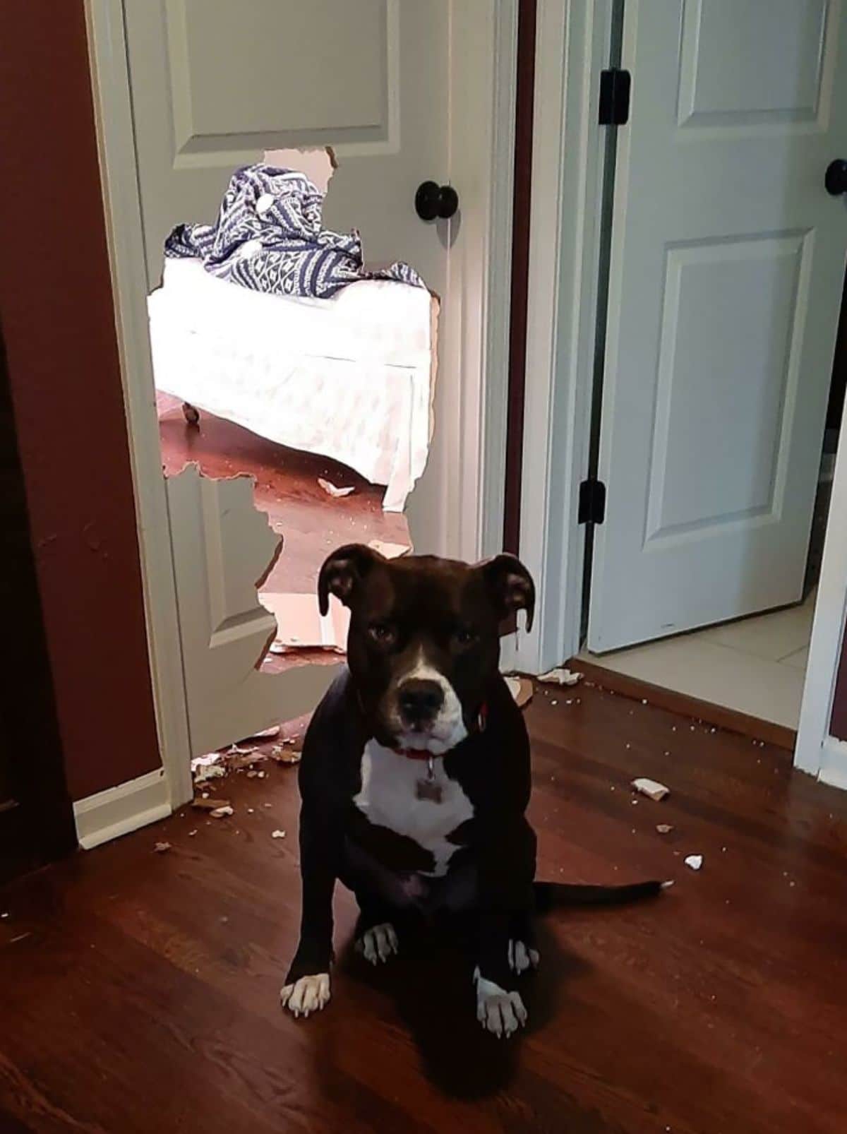 black and white pitbull sitting on the floor in front of a white door with a giant hole in it