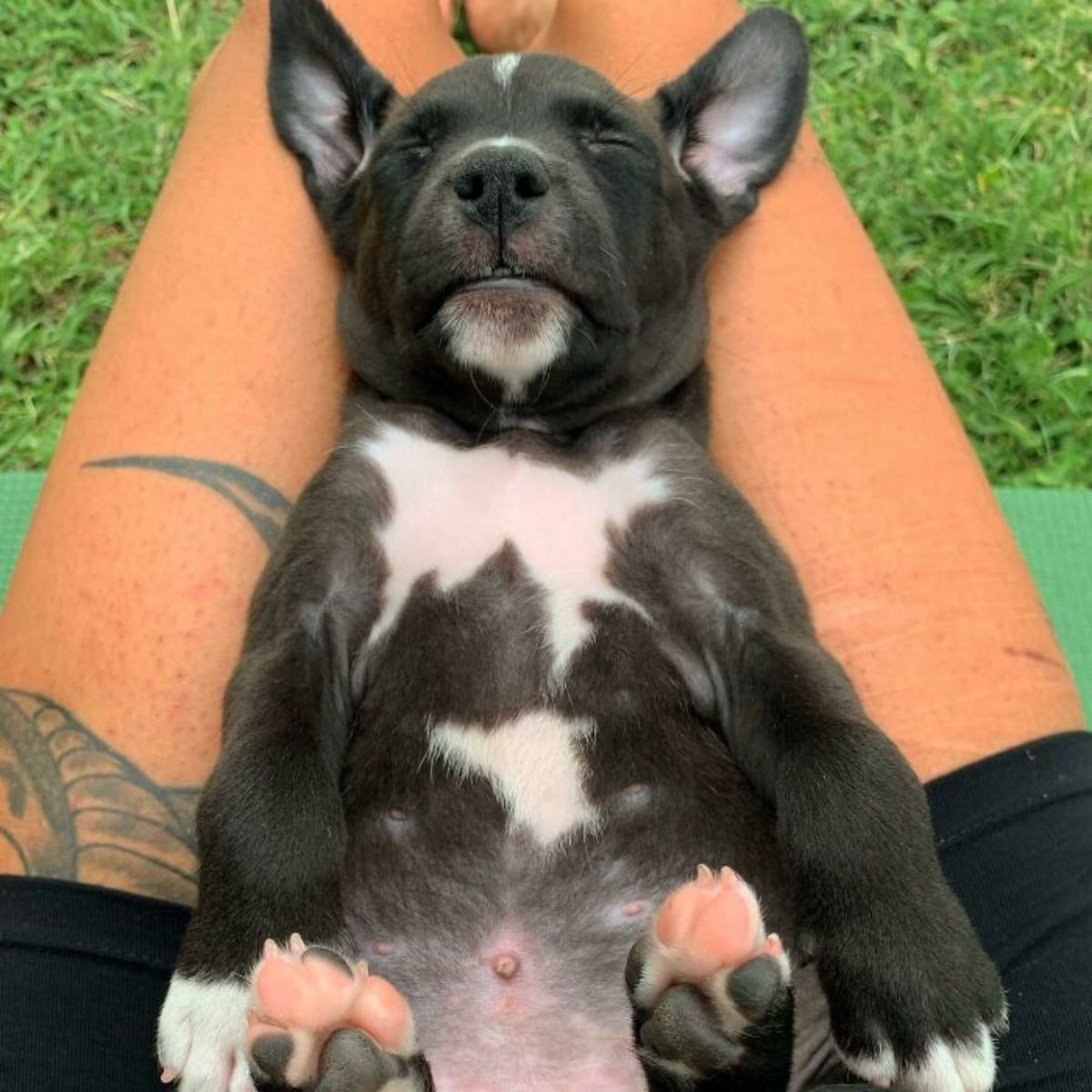 black and white puppy laying belly up on someone's lap