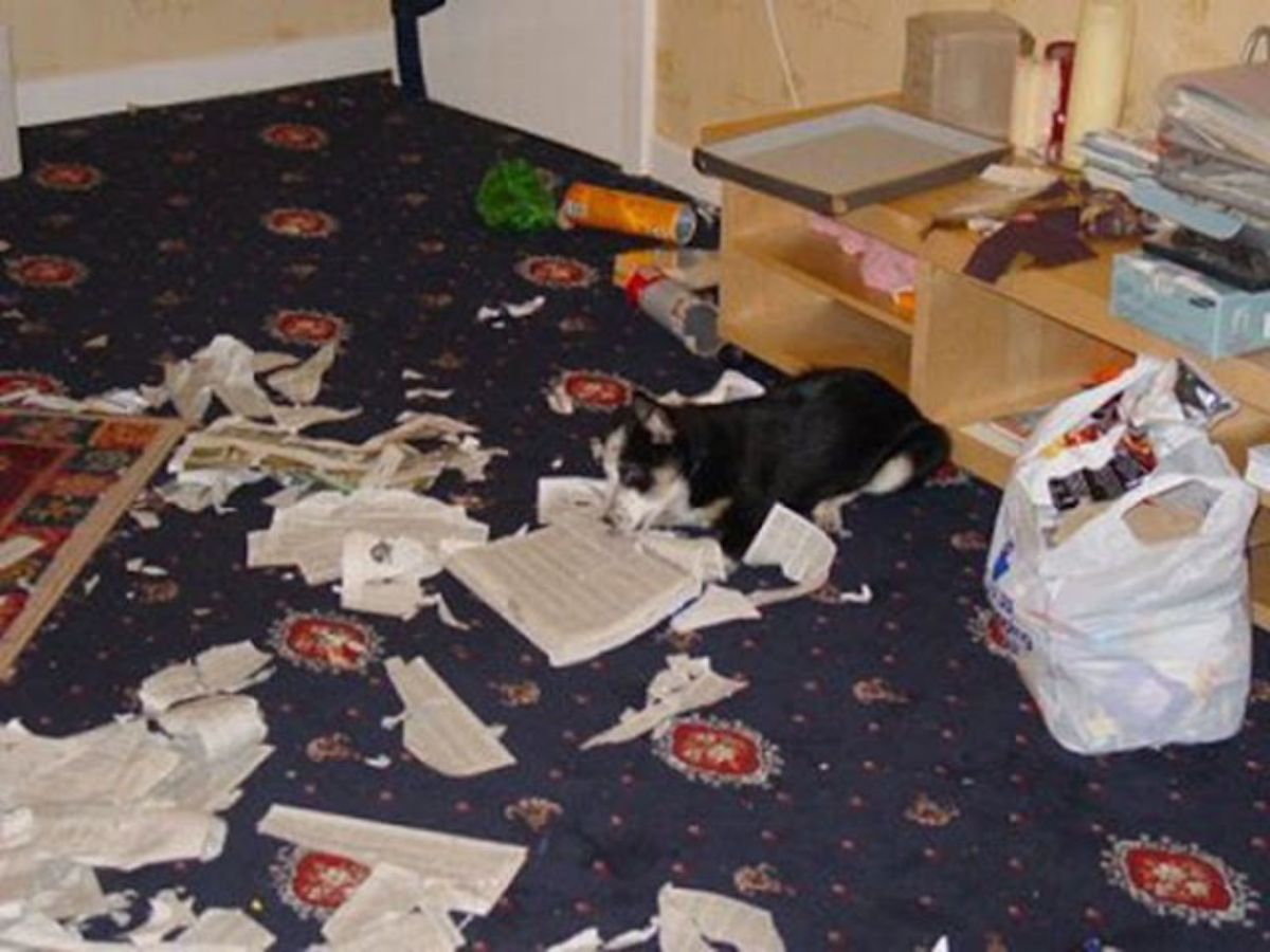 black and white puppy on a blue carpet with ripped up paper and food packs on the floor