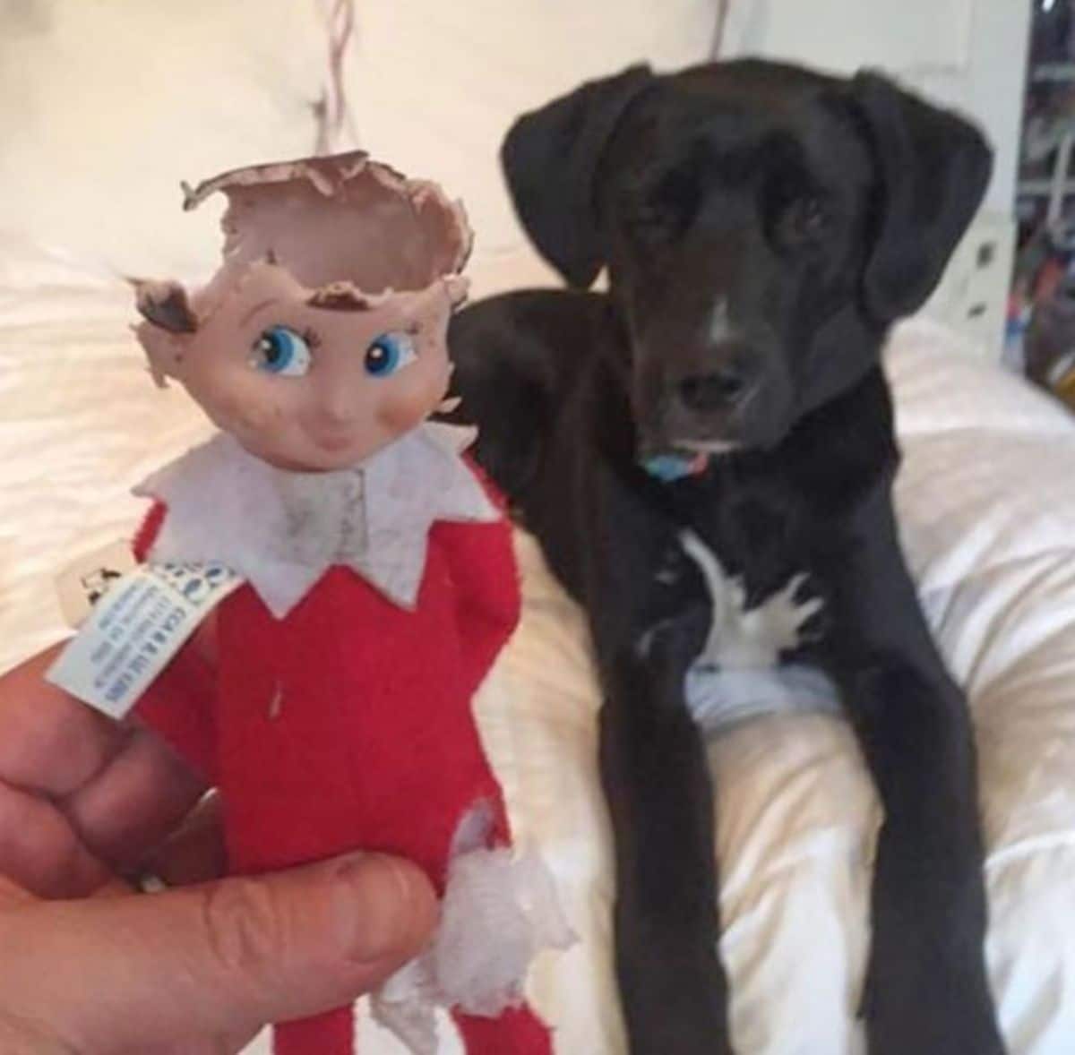 black and white puppy on a white bed with someone holding up an elf doll that has the head chewed off
