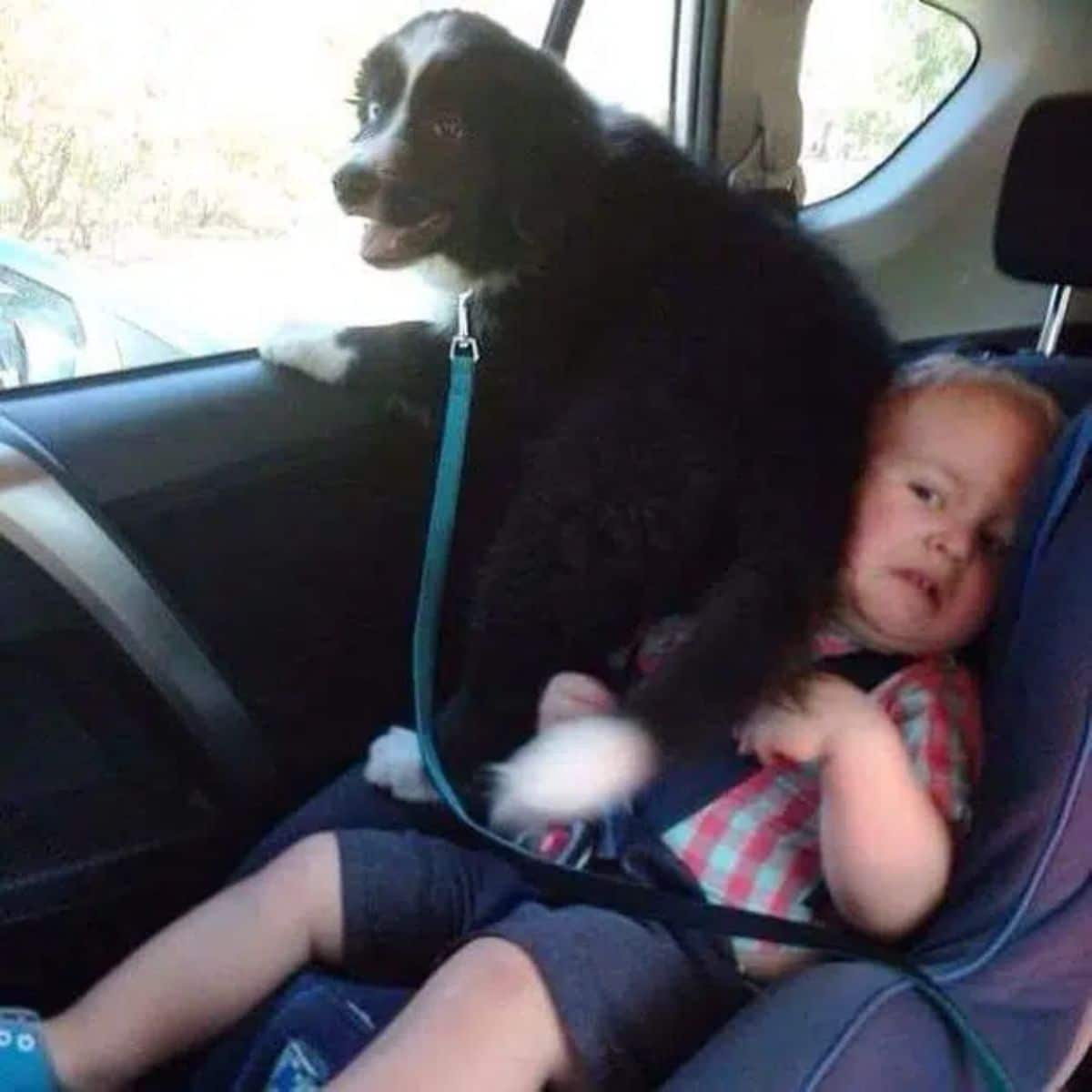 black and white puppy sitting on a baby in a car seat who is making a face