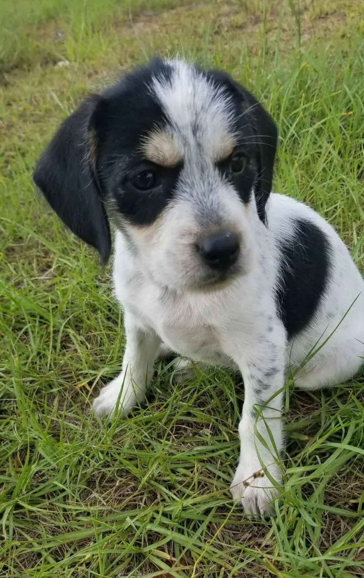 black and white puppy sitting on grass looking angry with black markings over the eyes