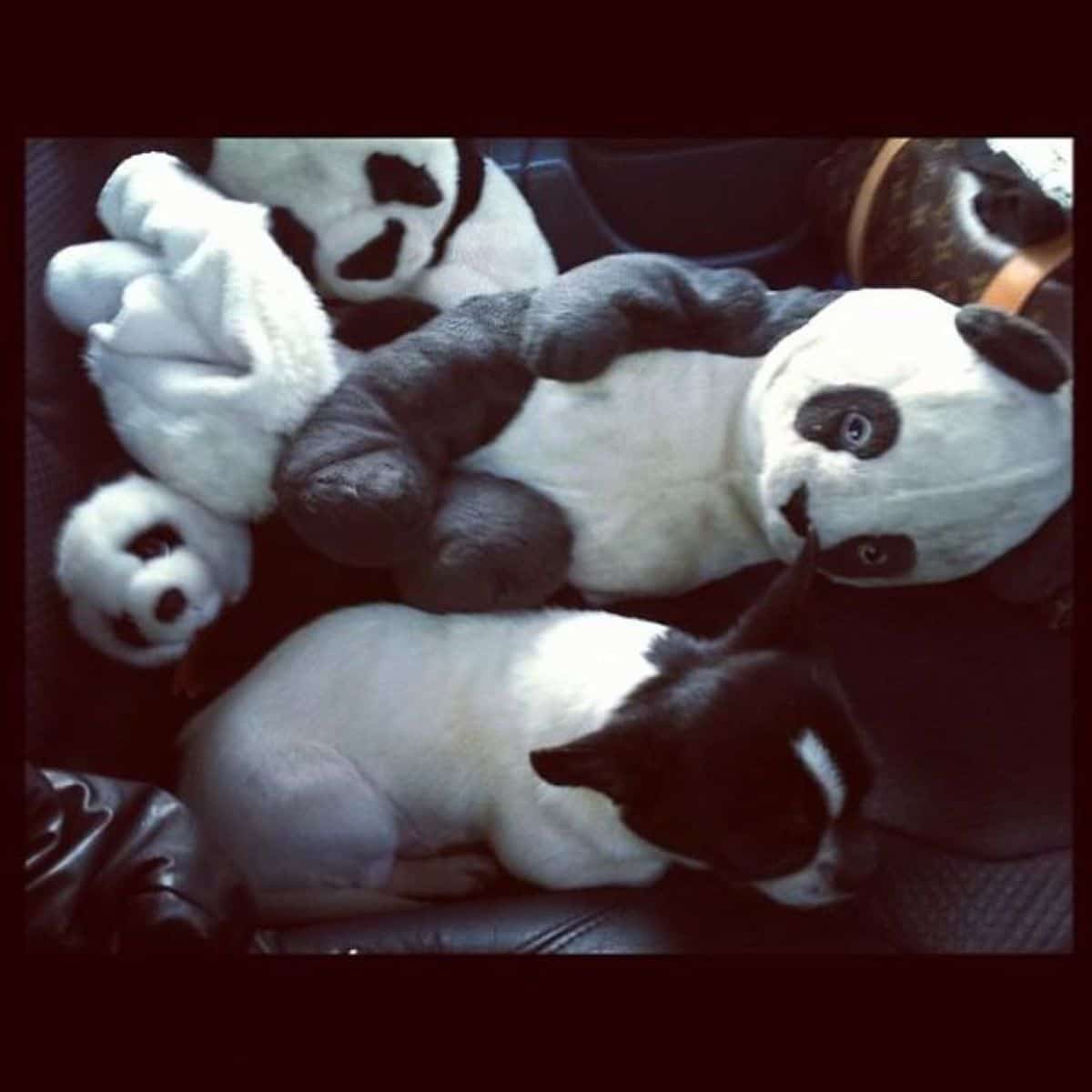 black and white puppy sleeping on a black sofa among a bunch of black and white panda stuffed toys