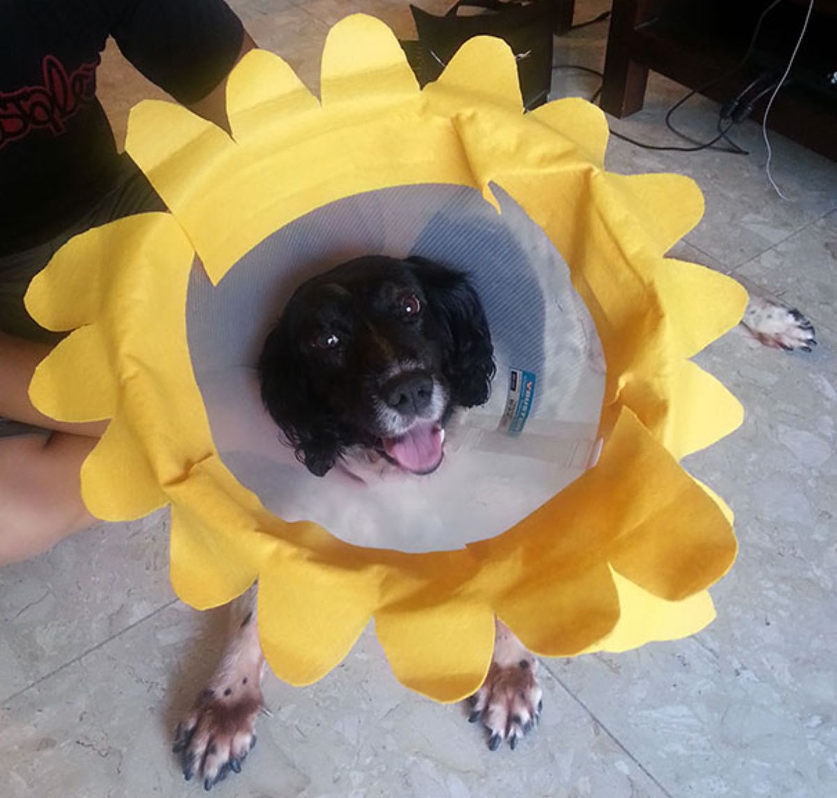 black and white smiling dog wearing a cone of shame with yellow flower petals pasted on the outer rim