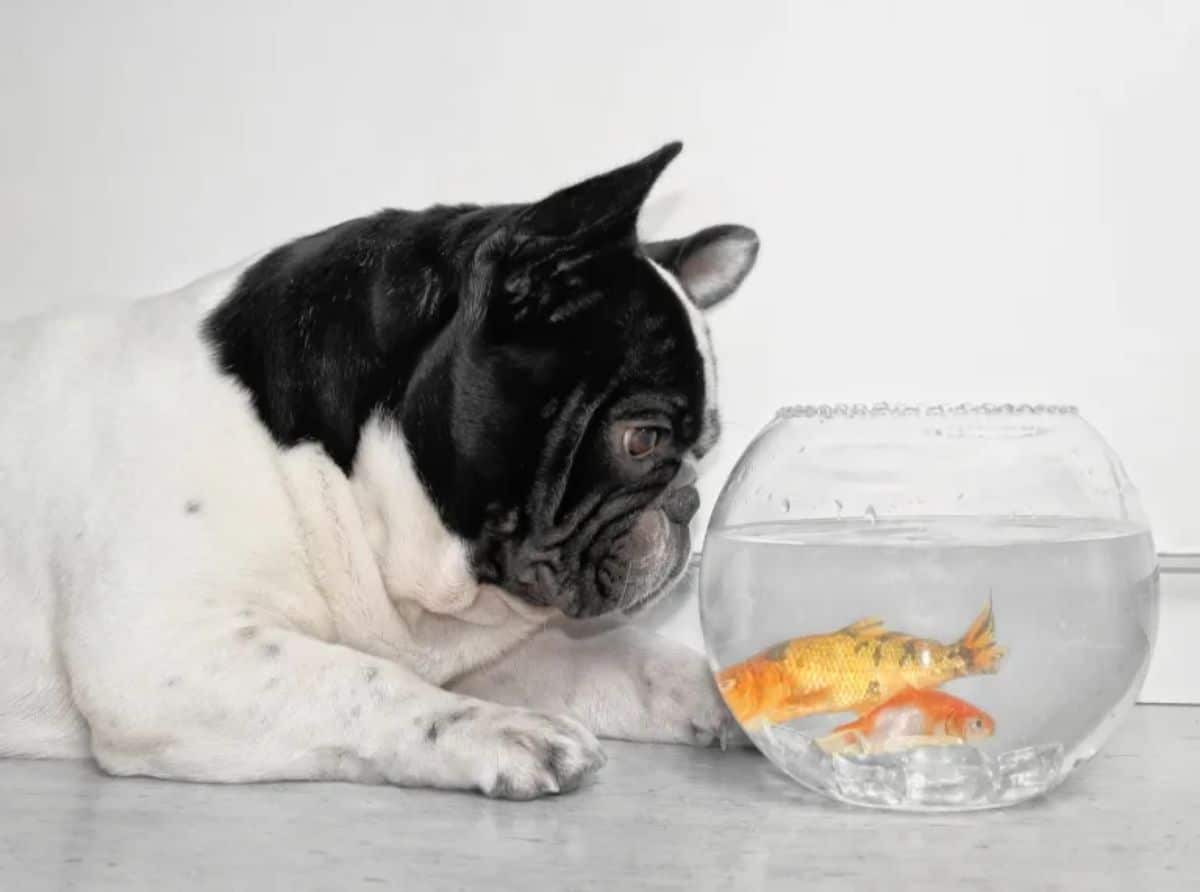 black and white dog laying on the floor in front of a fishbowl with some goldfish