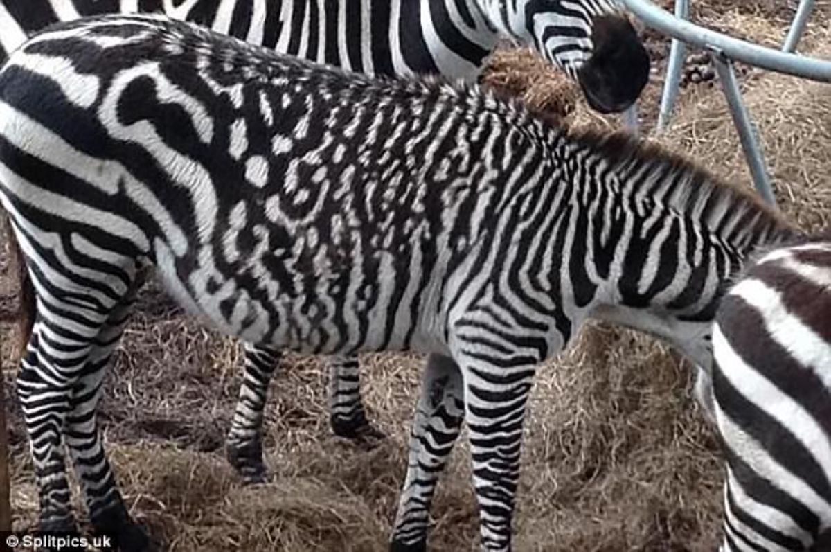 black and white zebra with the stripes blurred into squiggles