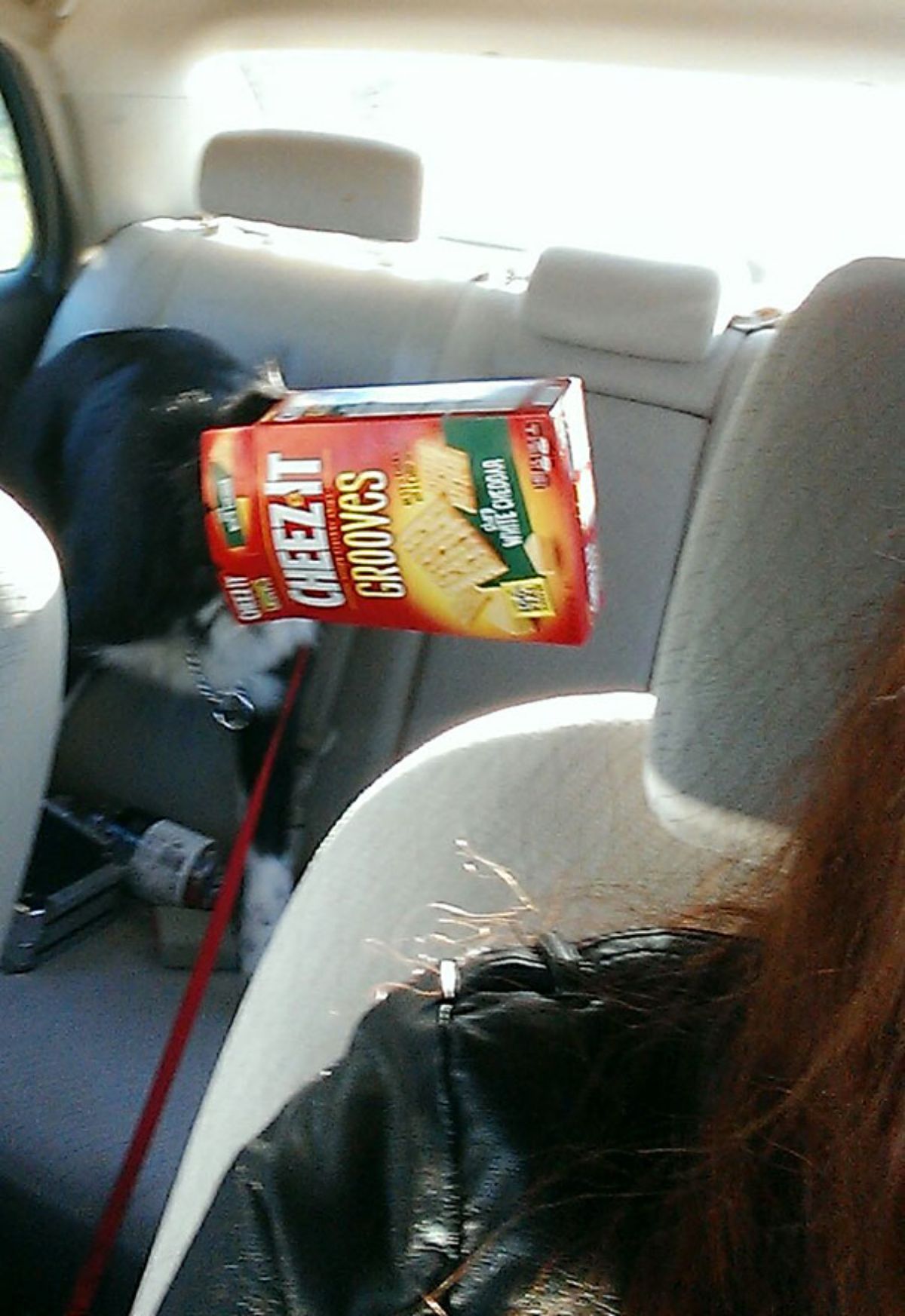 black and white dog in a vehicle's back seat with the face stuck inside a red cheez it box