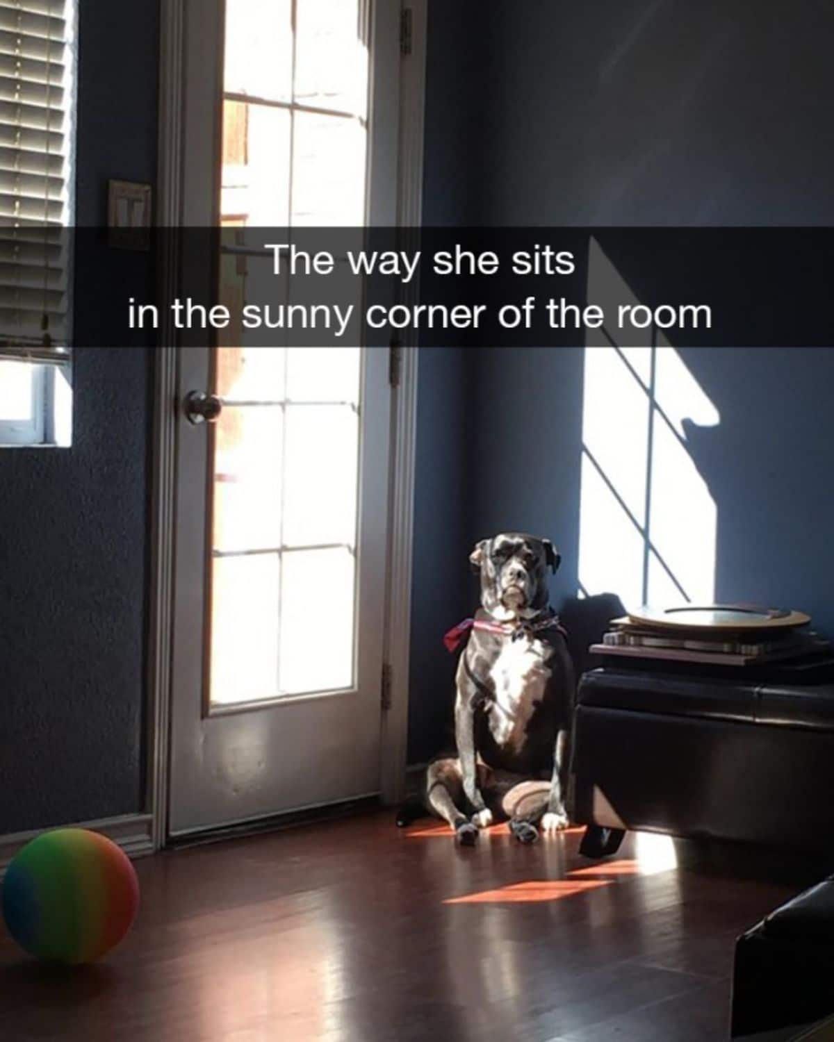 black and white dog sitting by a door with a glass with the front legs placed betwene the back legs with the caption The way she sits in the sunny corner of the room