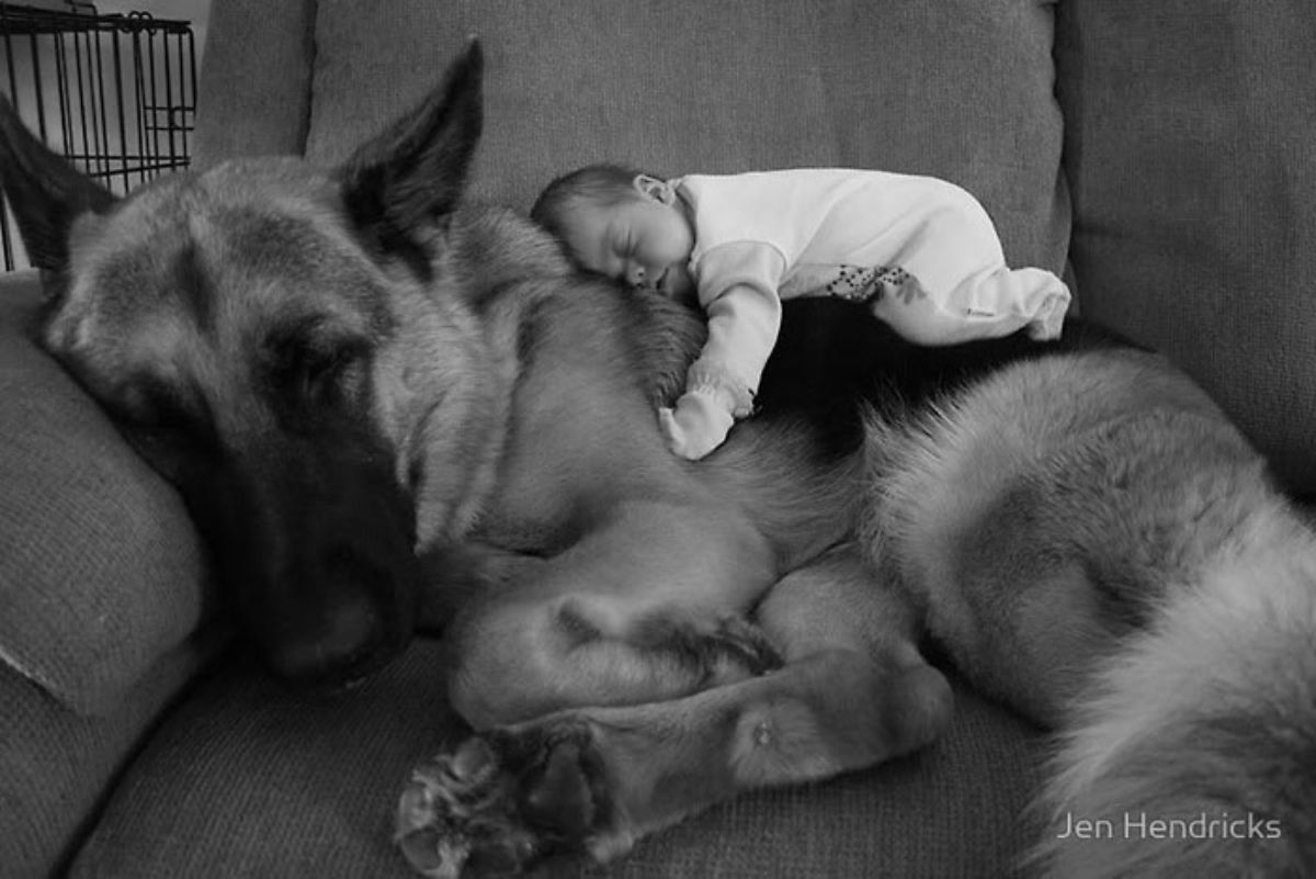 black and whtie photo of german shepherd sleeping on sofa with a baby on the back