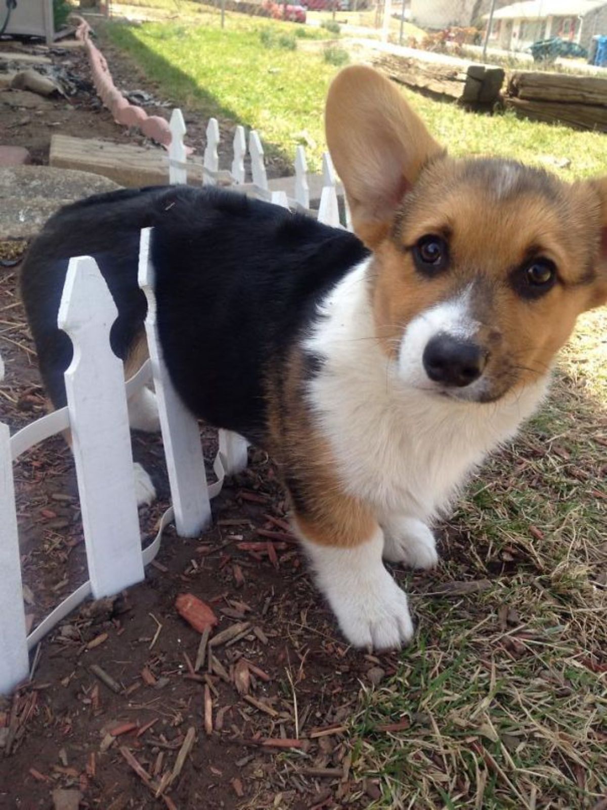 black brown and white corgi puppy stuck on a short shite fence