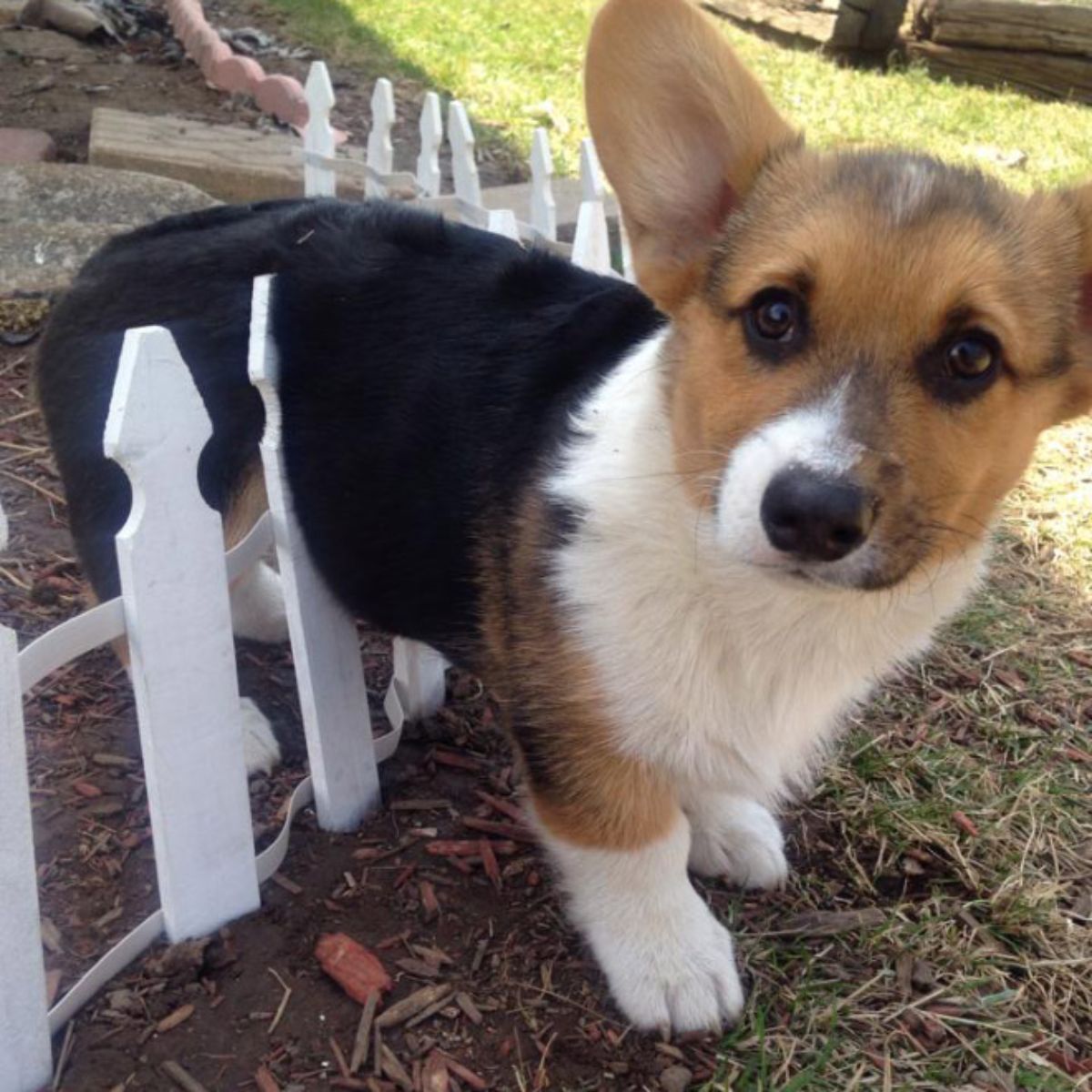black brown and white corgi puppy stuck over a short white fence