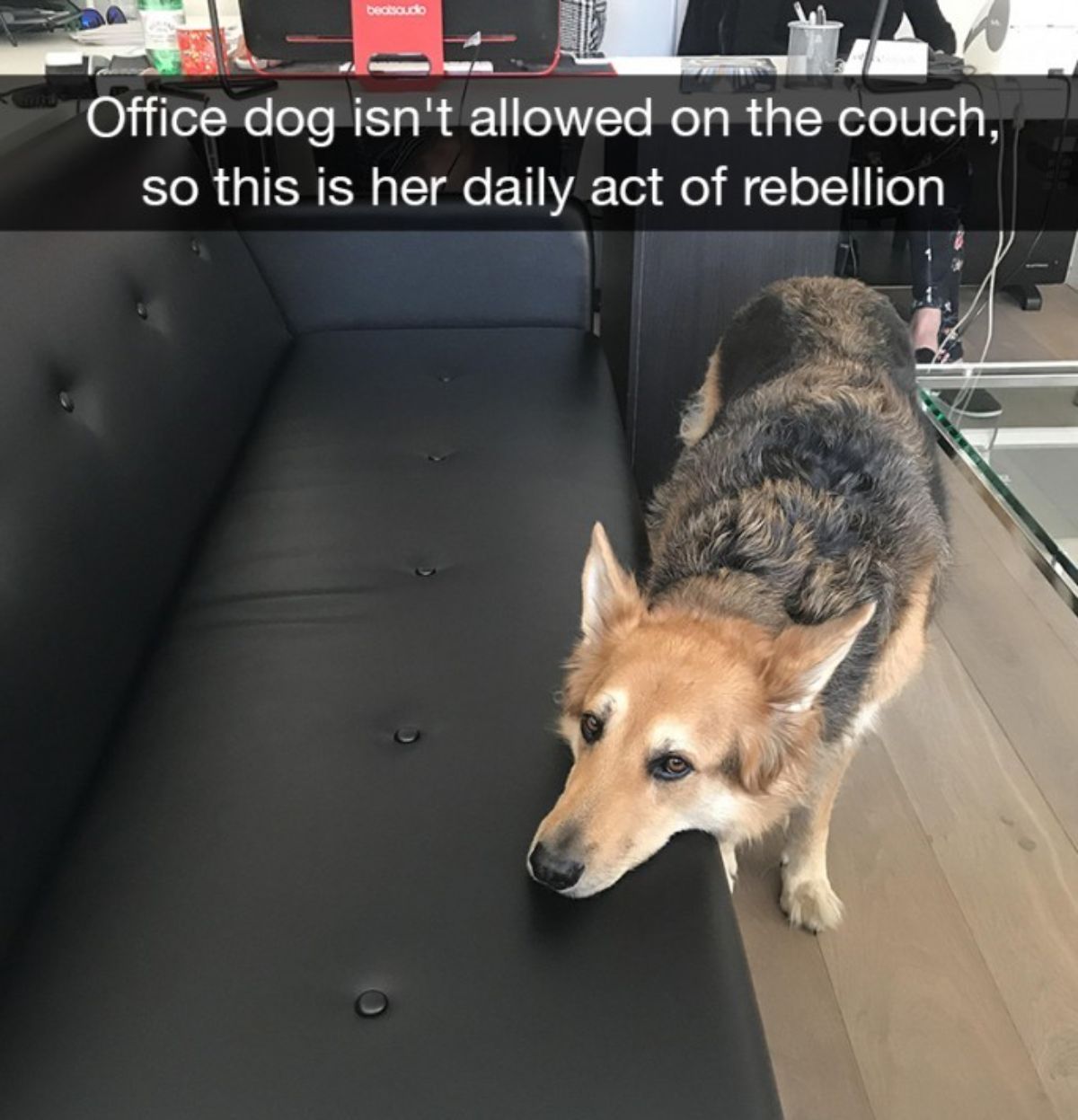 black brown and white corgi standing on the floor with the chin placed on a black sofa