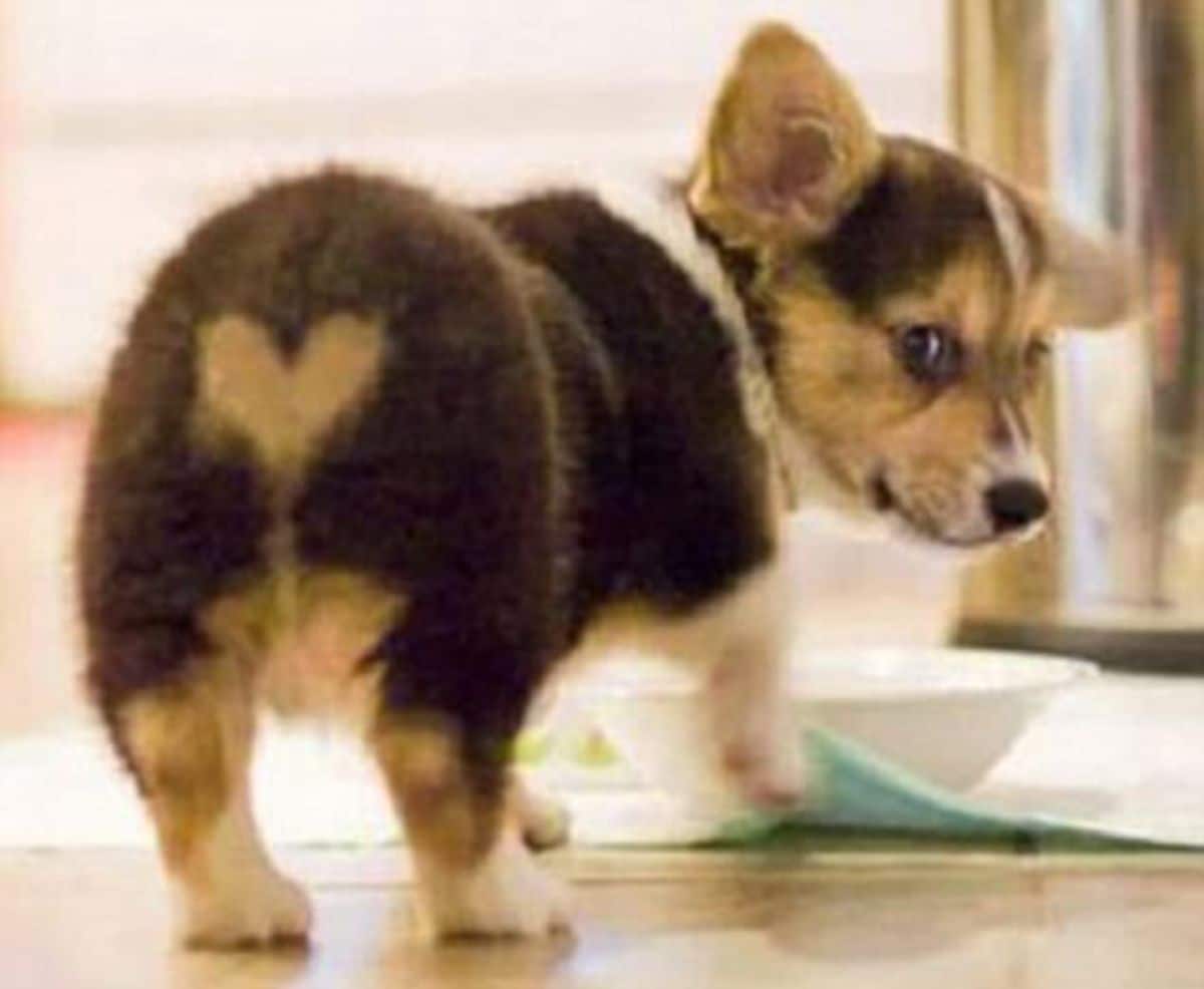 black brown and white corgi with a light brown heart shape on the butt