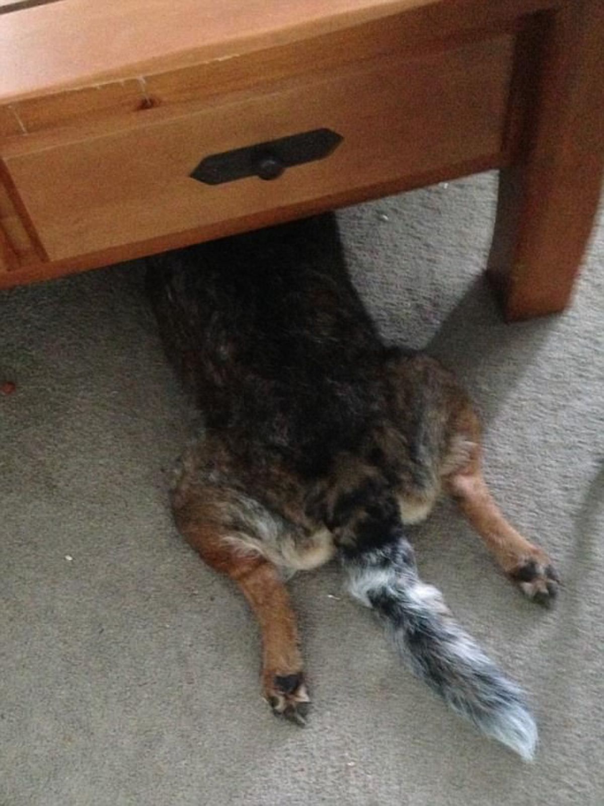 black brown and white dog laying on the floor under a table with the back half sticking out