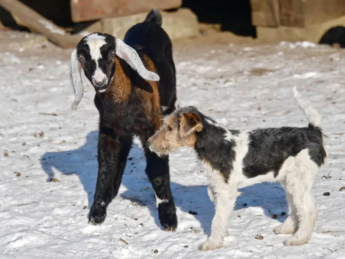 black brown and white goat standing on snow with a black white and brown terrier