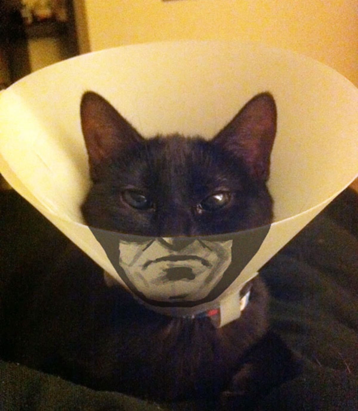 black cat in white cone of shame with the bottom half of batma'ns face painted in front of the cat's face