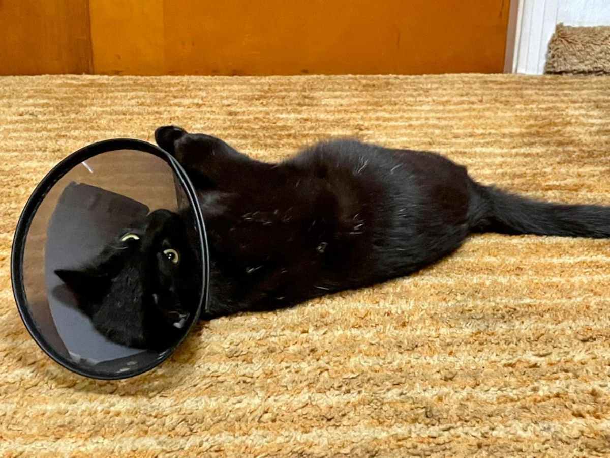 black cat laying on a brown carpet wearing a black cone of shame