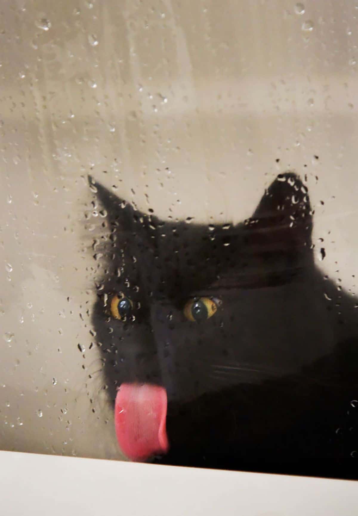 black cat licking a glass with water on it