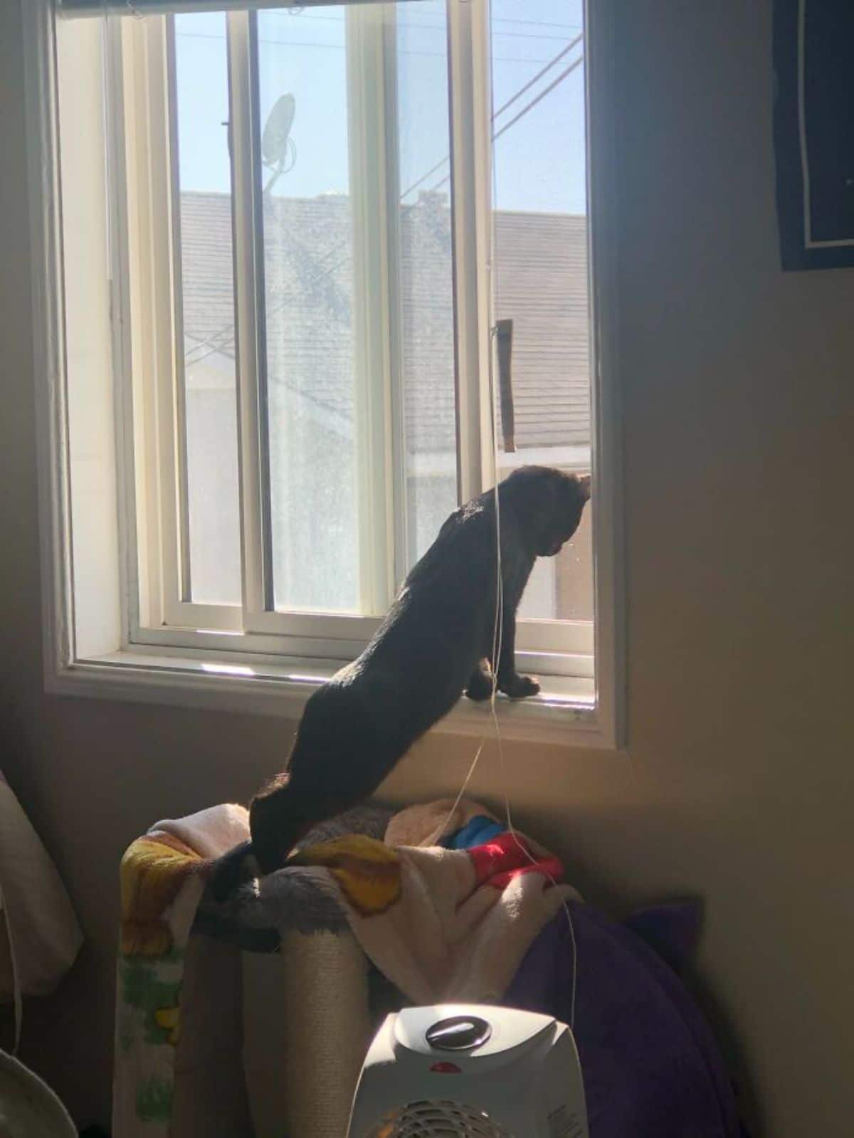 black cat standing on hind legs with front paws on a ledge looking out the window