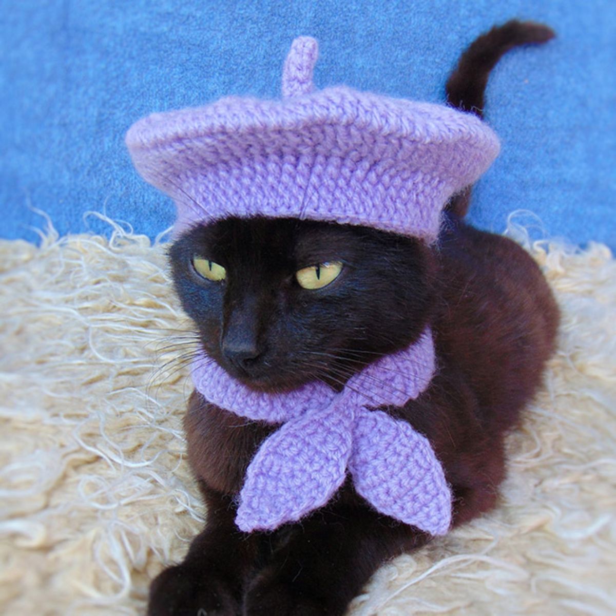 black cat wearing a purple crocheted beret with it tied under the neck