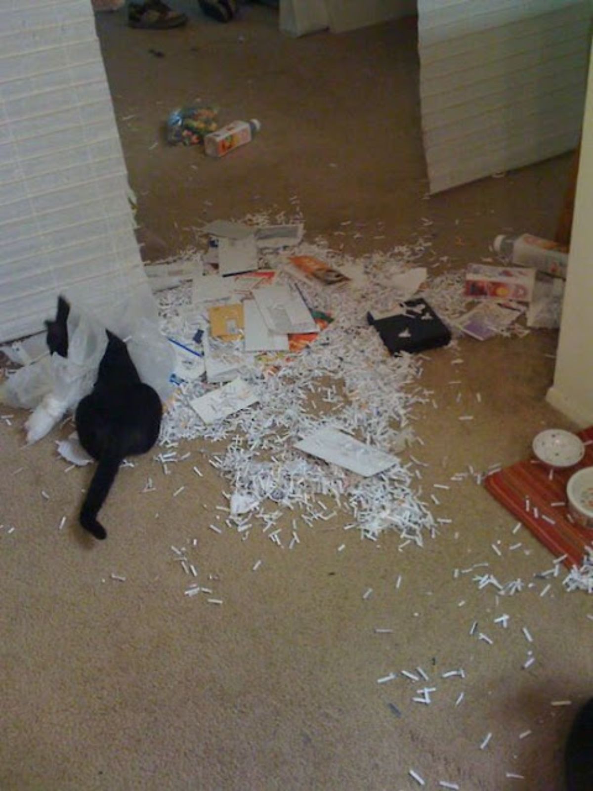 black cat with ripped up mail and food and drink packs on the floor