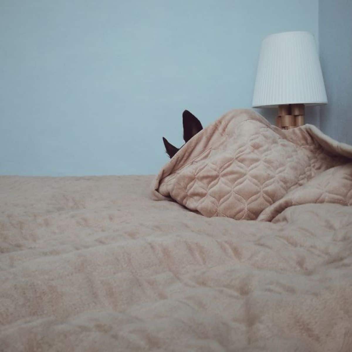 black dog ears sticking out from under a pile of a brown blanket on a brown bed