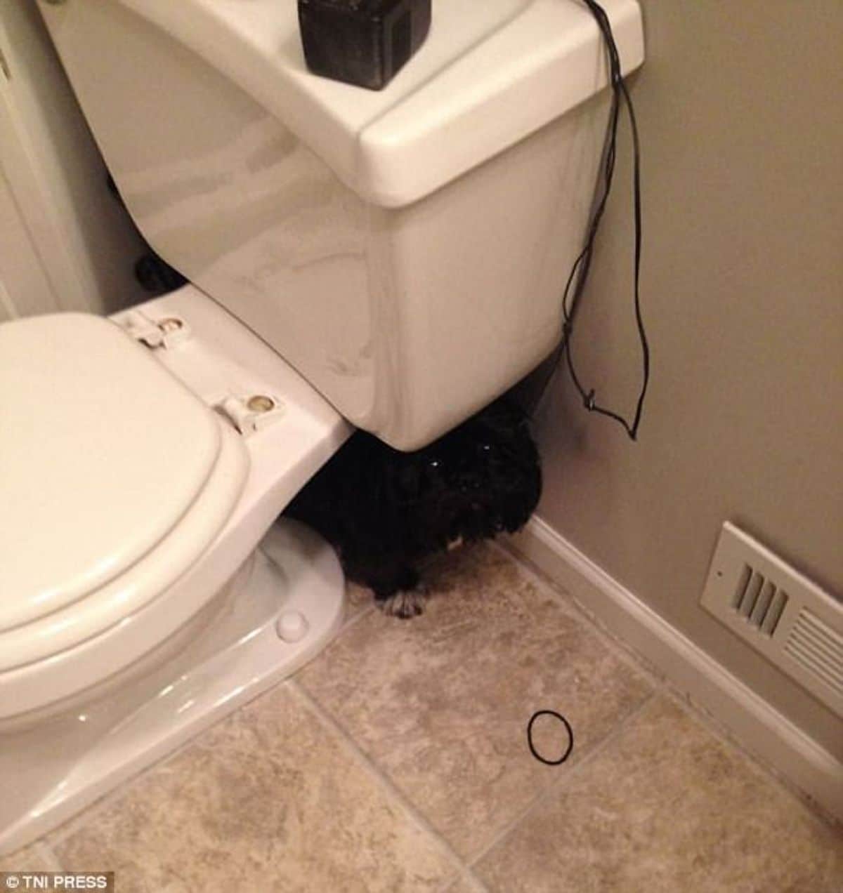black dog hiding behind a white toilet
