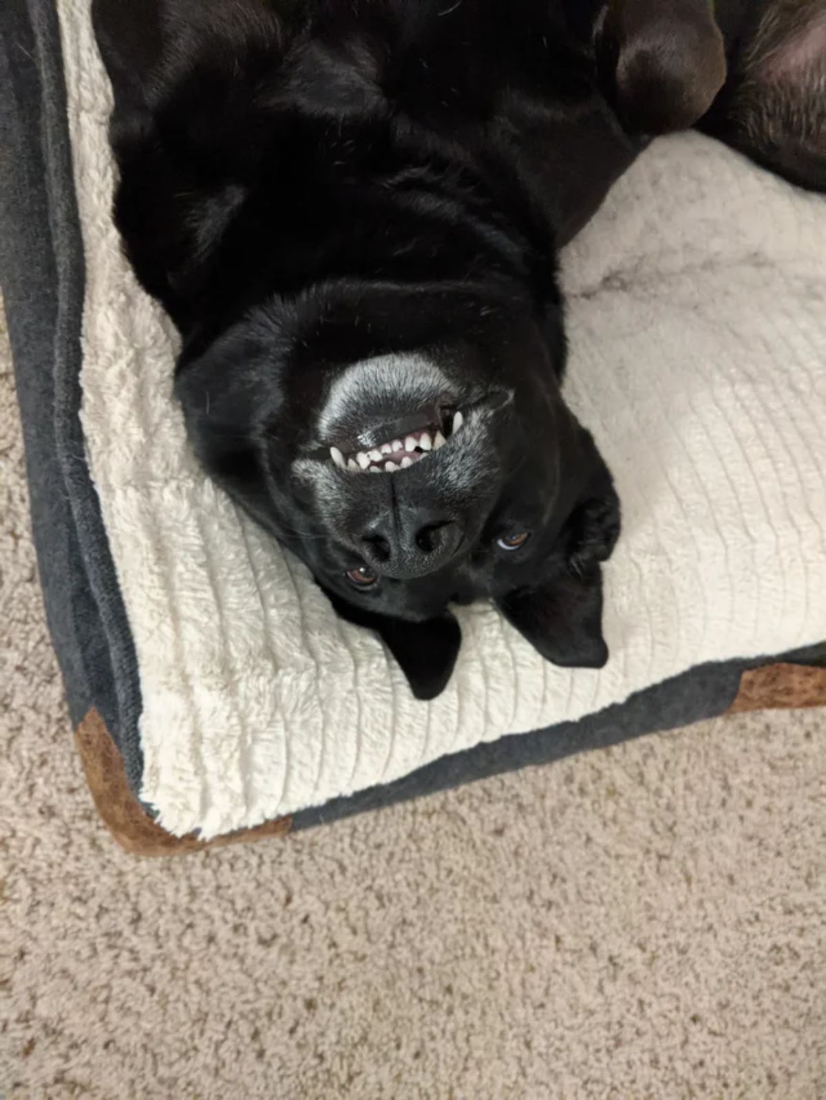 black dog laying belly up on a white bed with the teeth showing