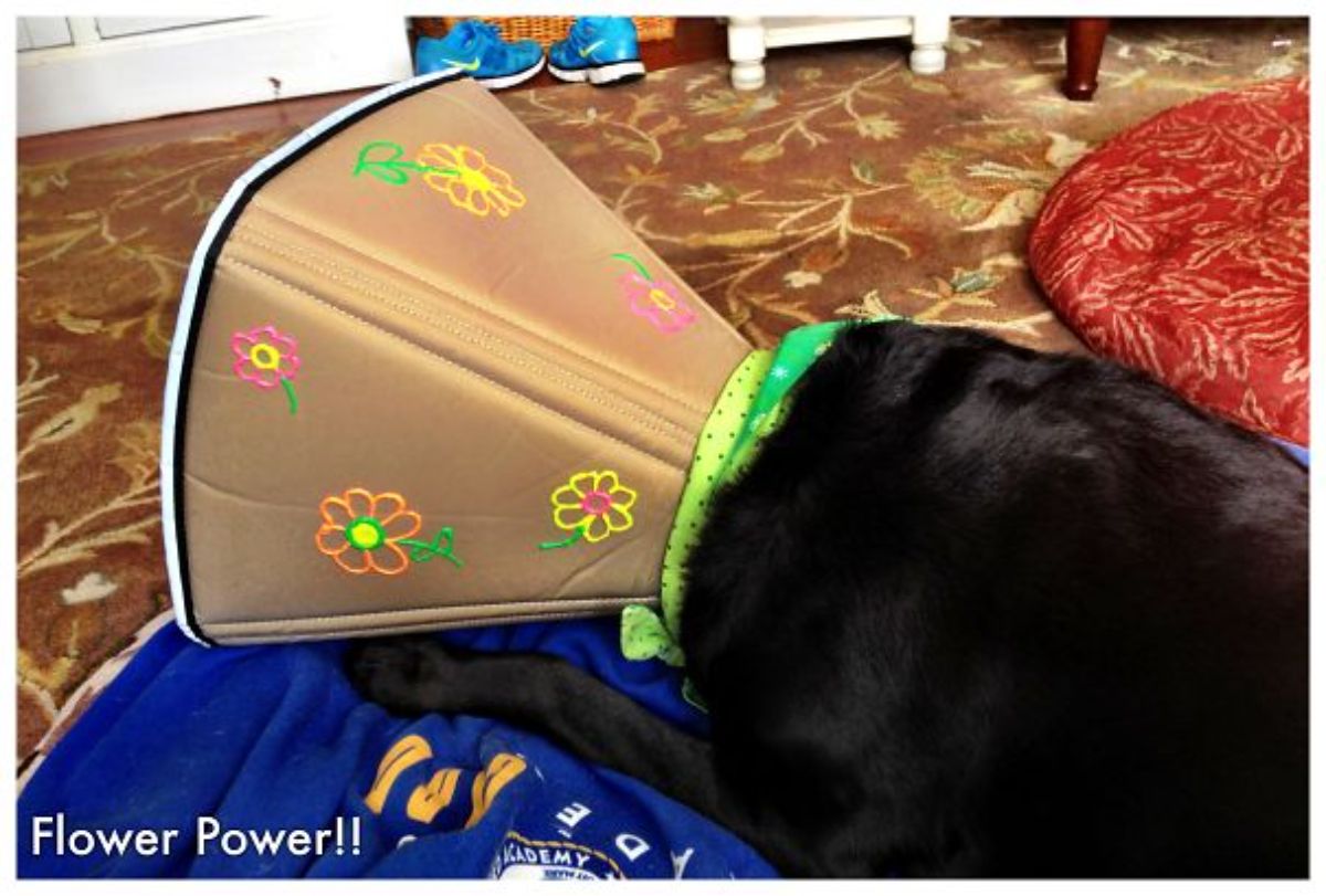 black dog laying down wearing a brown cone with neon flowers drawn on it