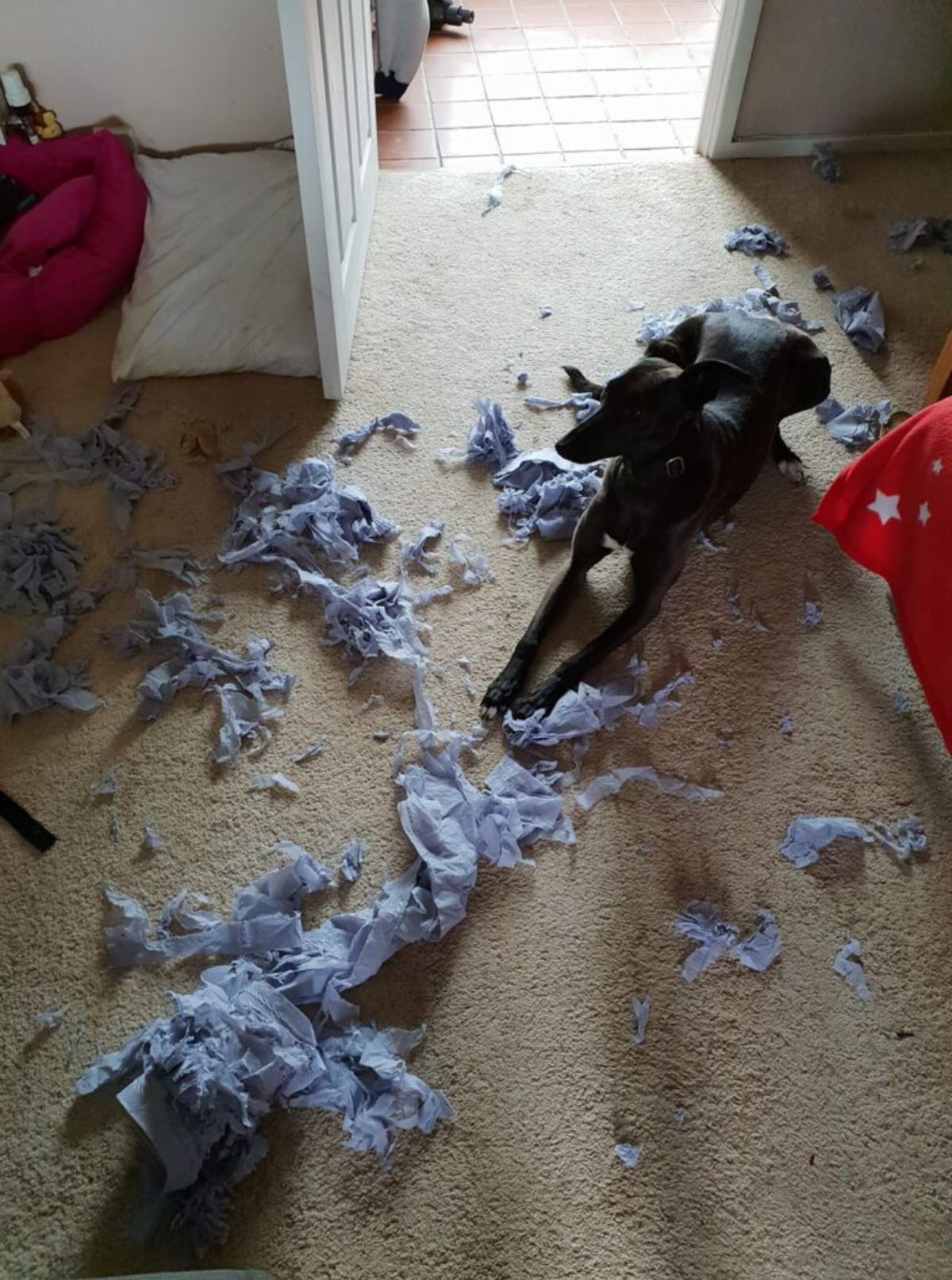 black dog laying on the floor with ripped up tissues on the floor