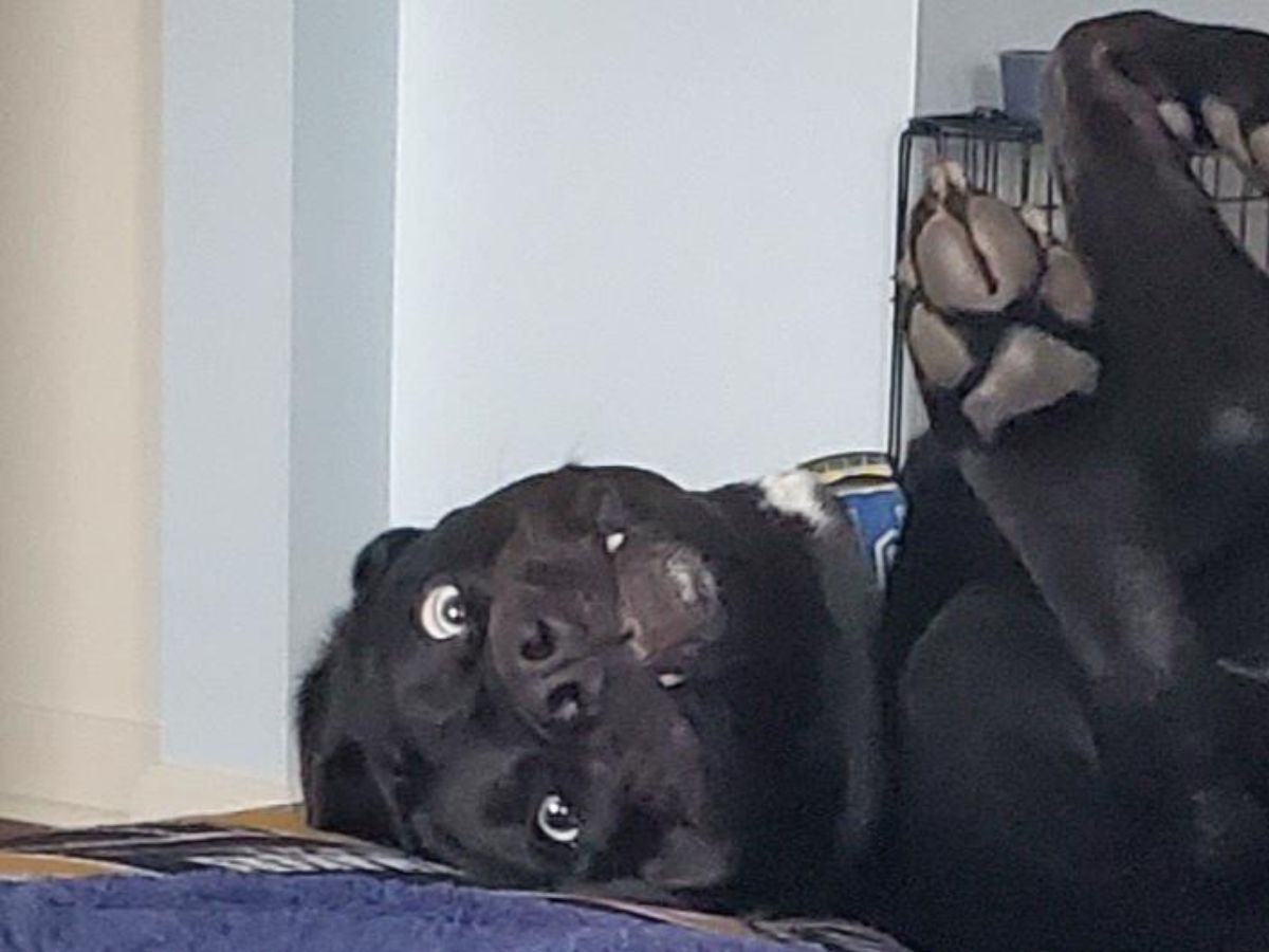 black dog laying sideways with widened eyes and the two canines showing like vampire teeth