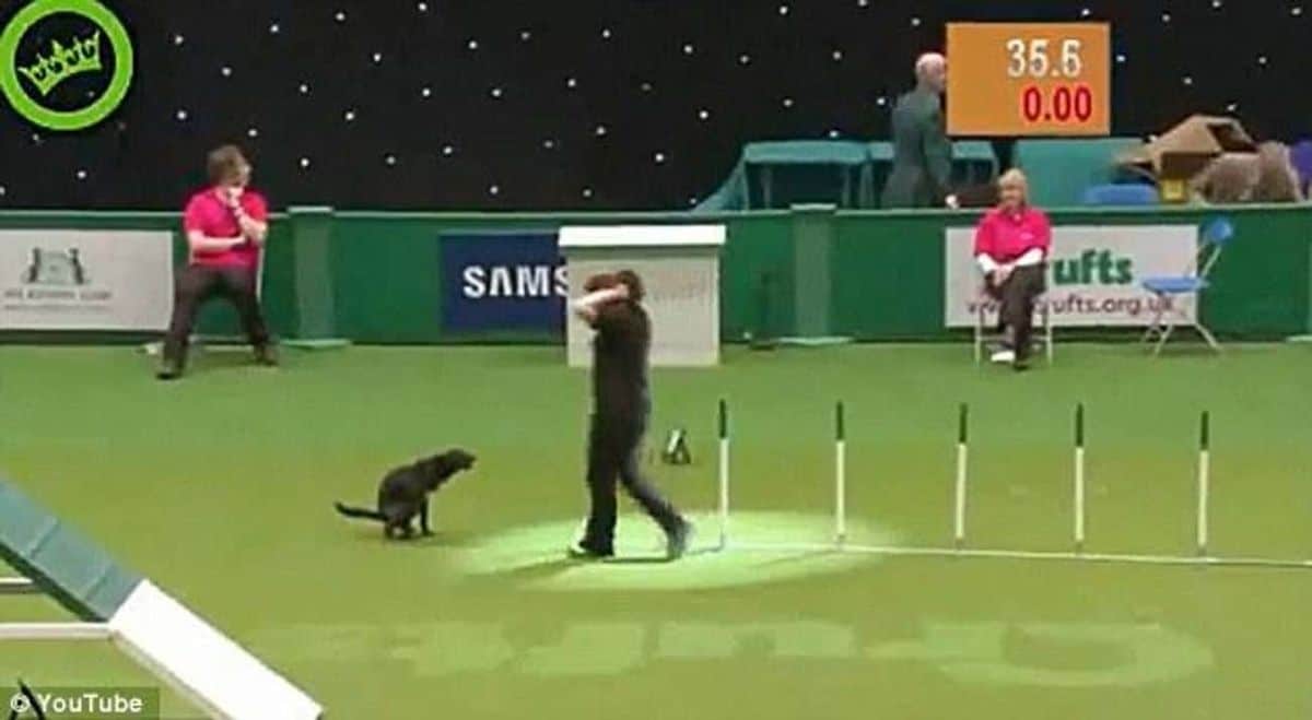 black dog pooping on an agility course with the handler standing next to it