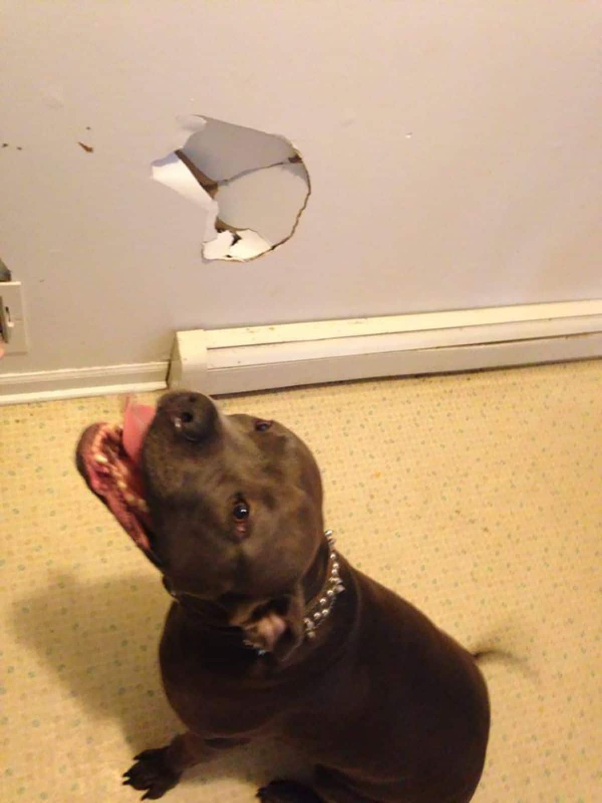 black dog sitting on floor with mouth open with a hole in the white wall in front of it
