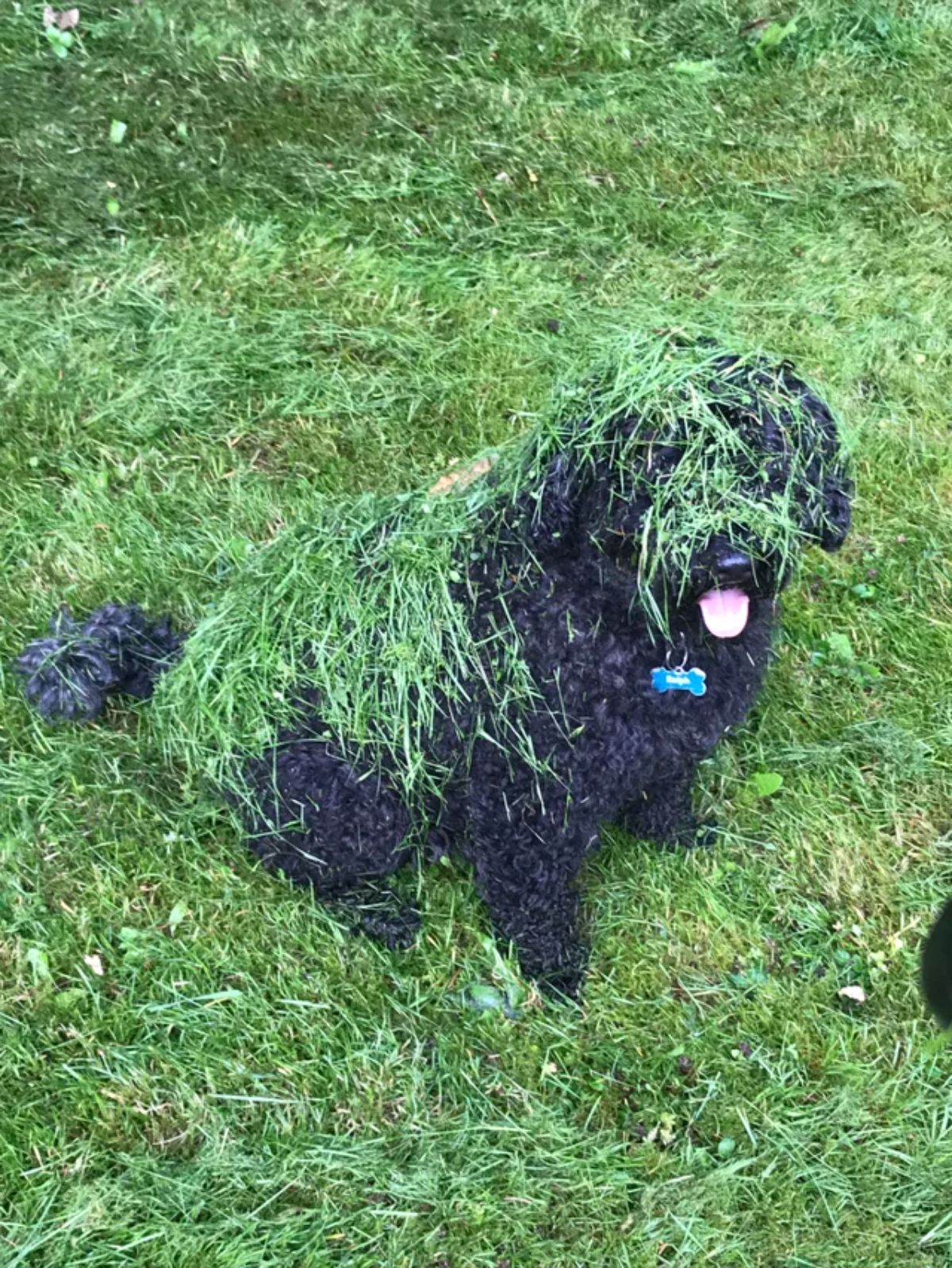 black dog sitting on grass covered in grass