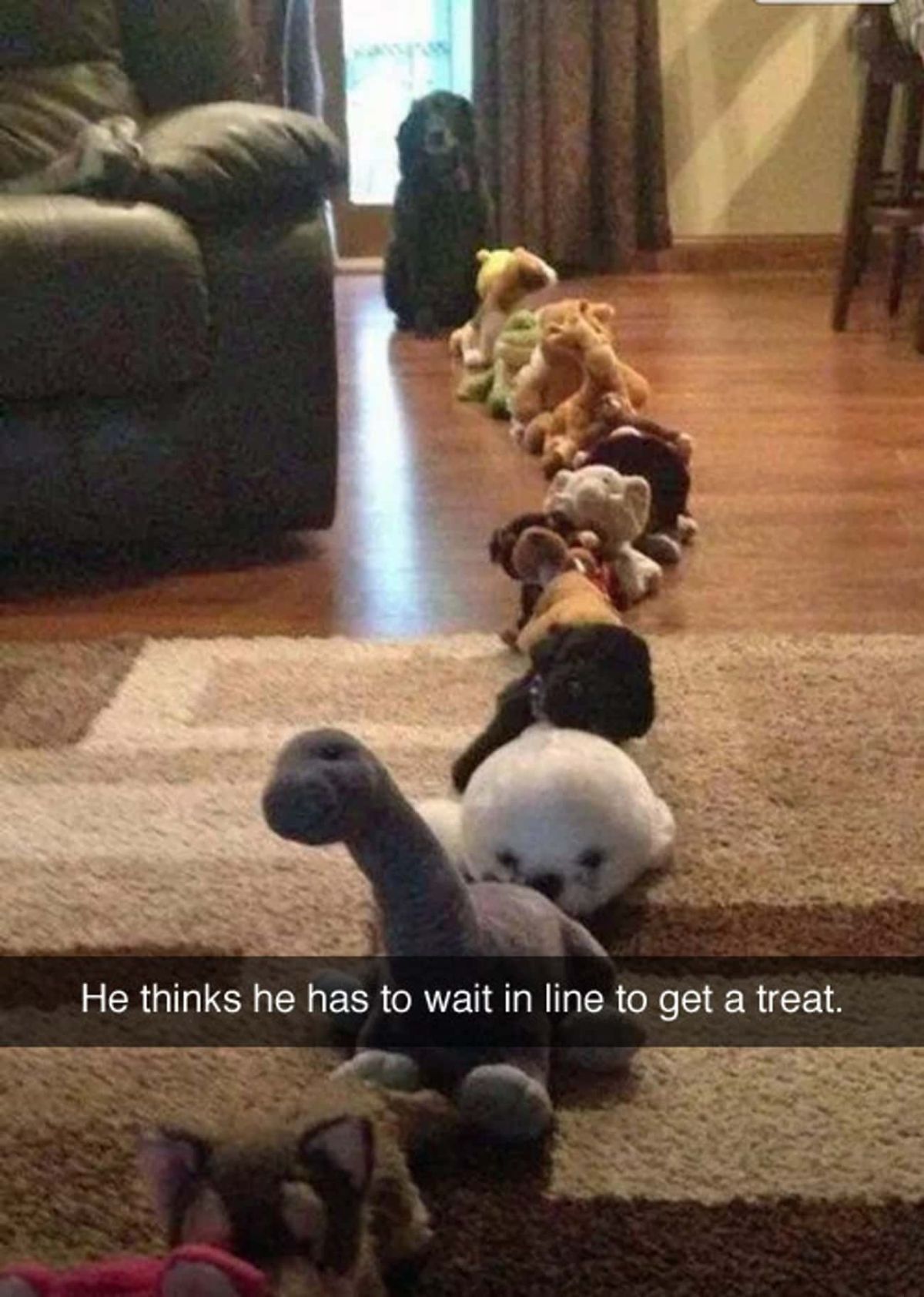 black dog sitting on the floor behind a line of stuffed toys with the caption He thinks he has to wait in line to get a treat