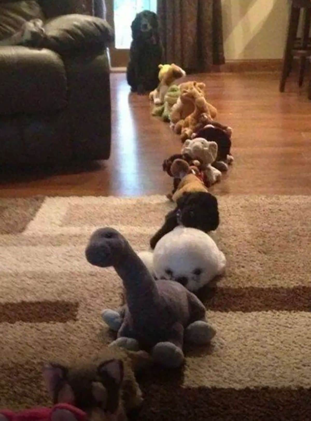 black dog sitting on the floor behind a row of stuffed toys