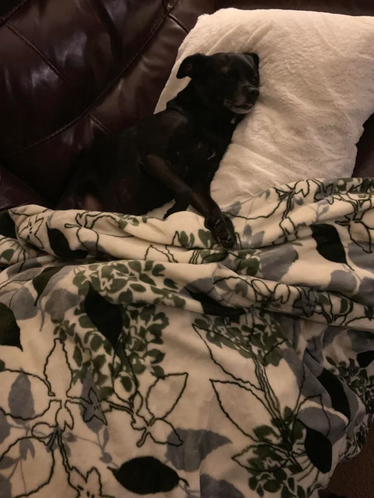 black dog sleeping on a brown sofa and a white pillow with a white and dark green blanket