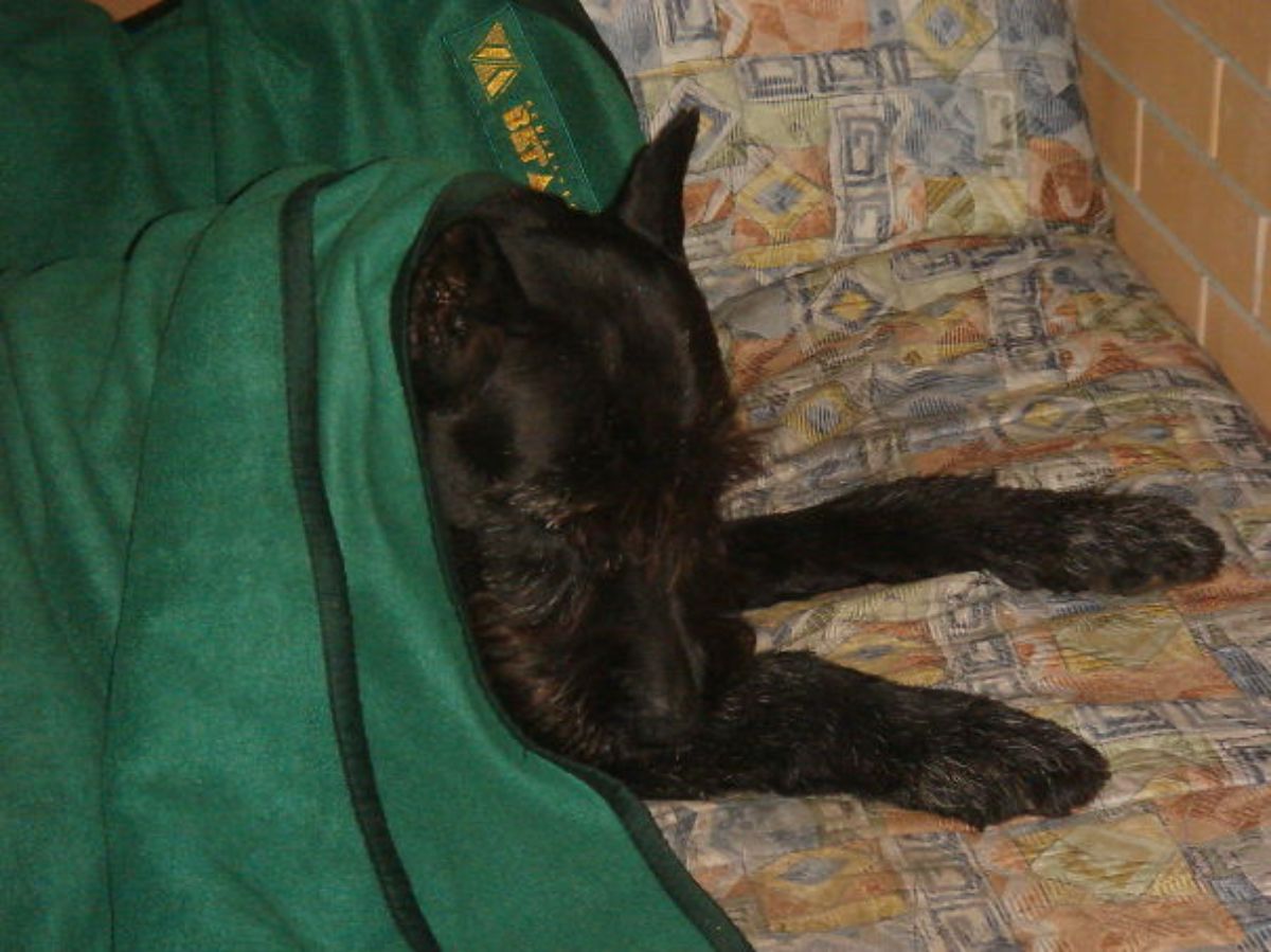 black dog sleeping on a colourful bed tucked in with a grene blanket showing the face and the front legs